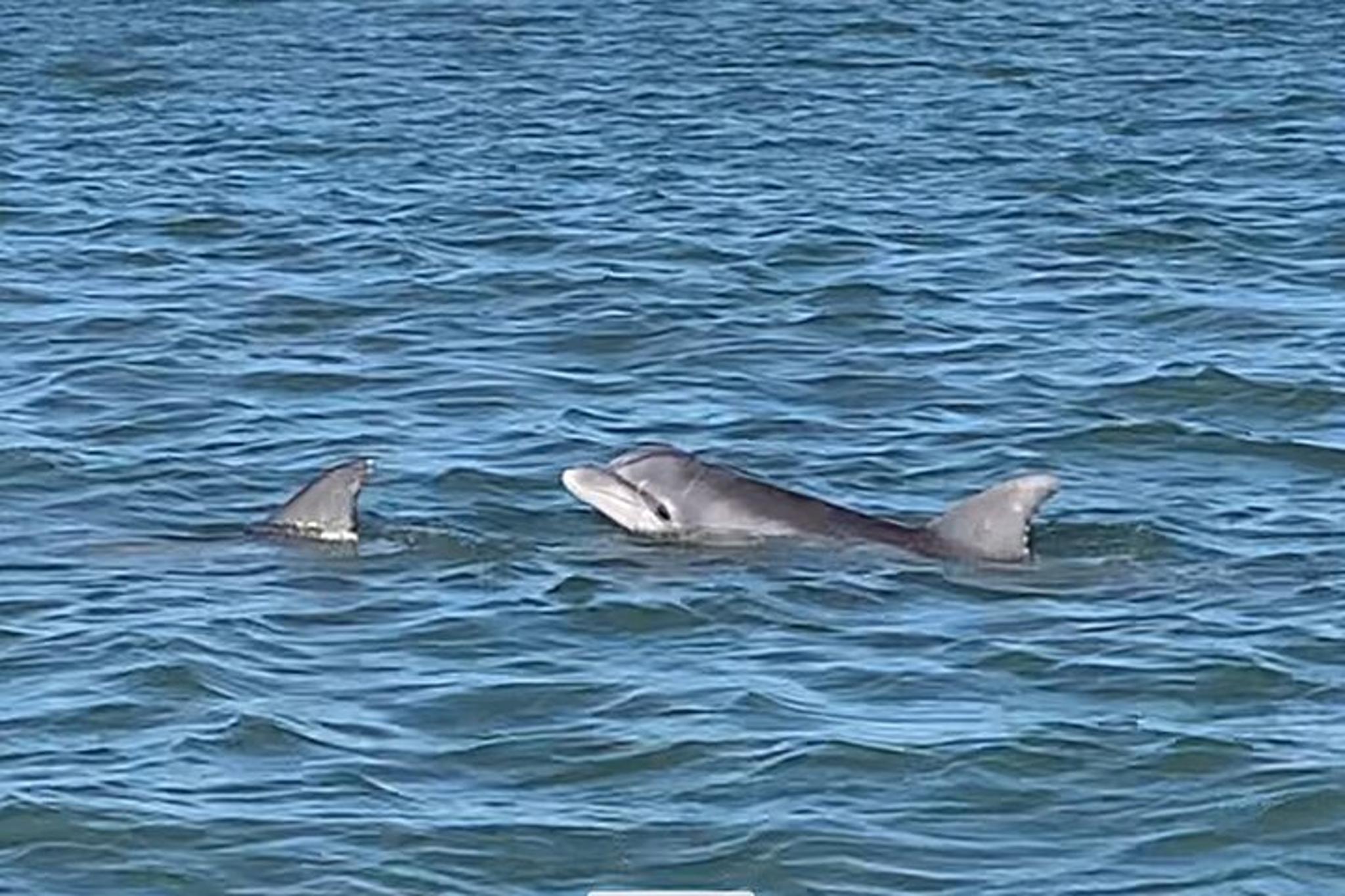 Charleston Dolphin and Eco Boat Tour - Image 6