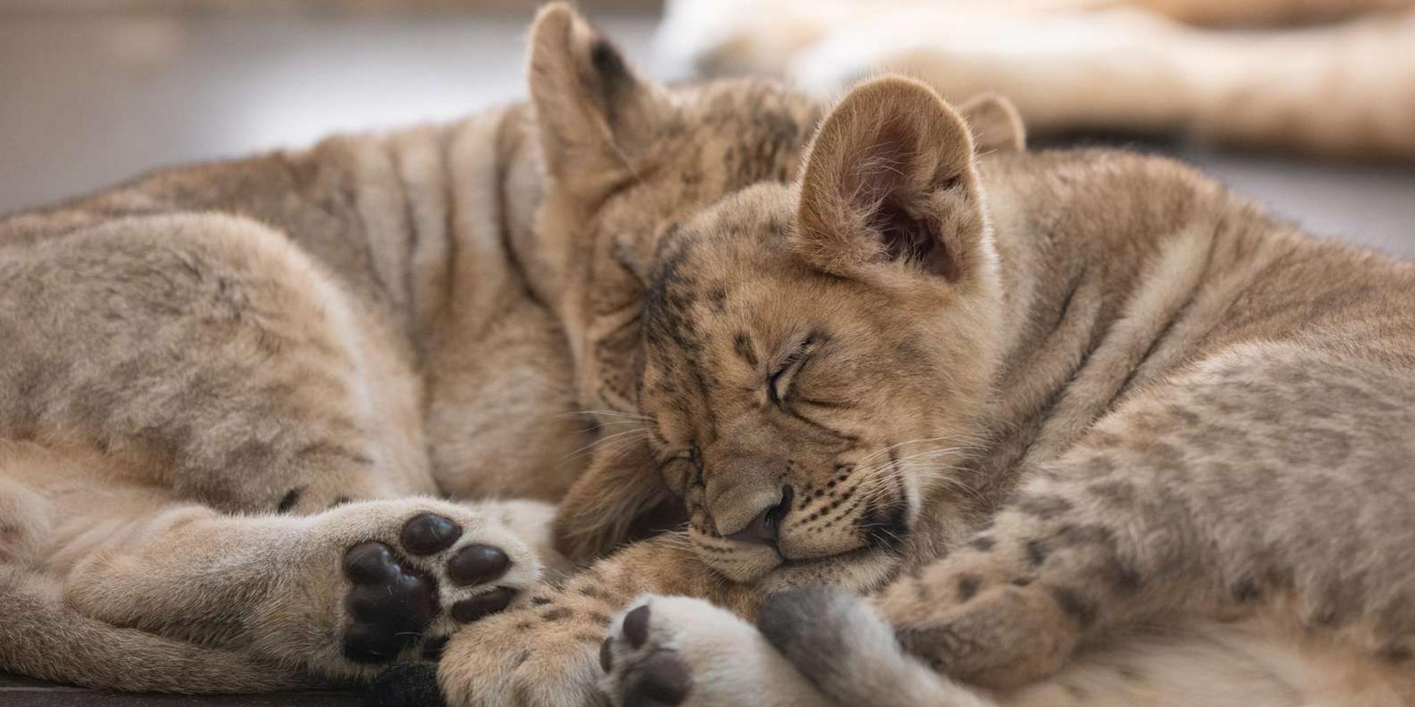 Phoenix Zoo Admission Ticket - Image 2