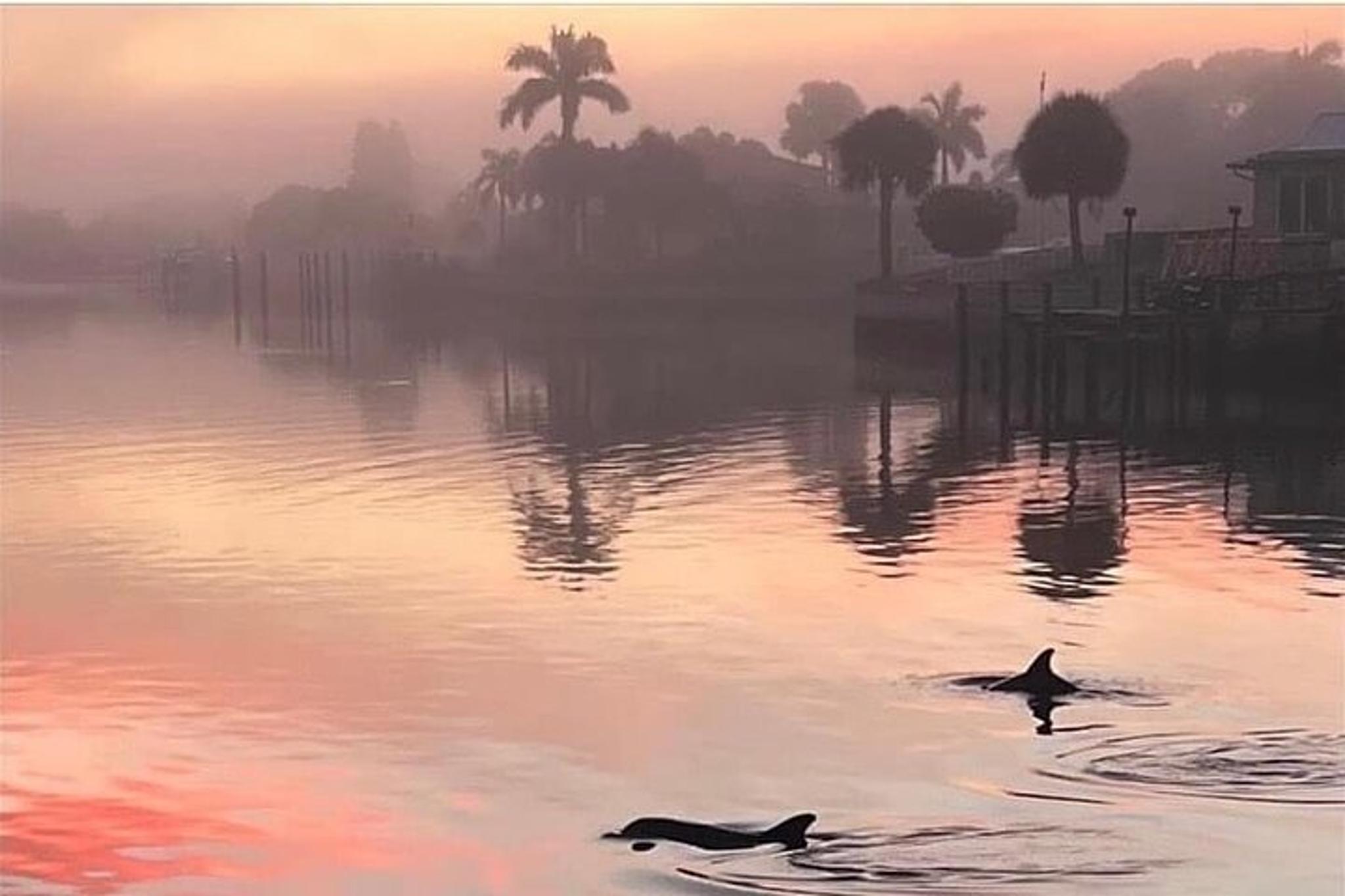 St. Petersburg Dolphin Watching and Island Excursion - Image 3