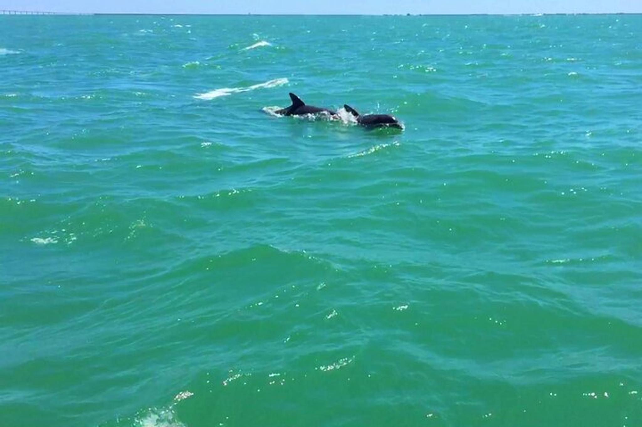 Anna Maria Island Dolphin Watching Boat Tour - Image 3