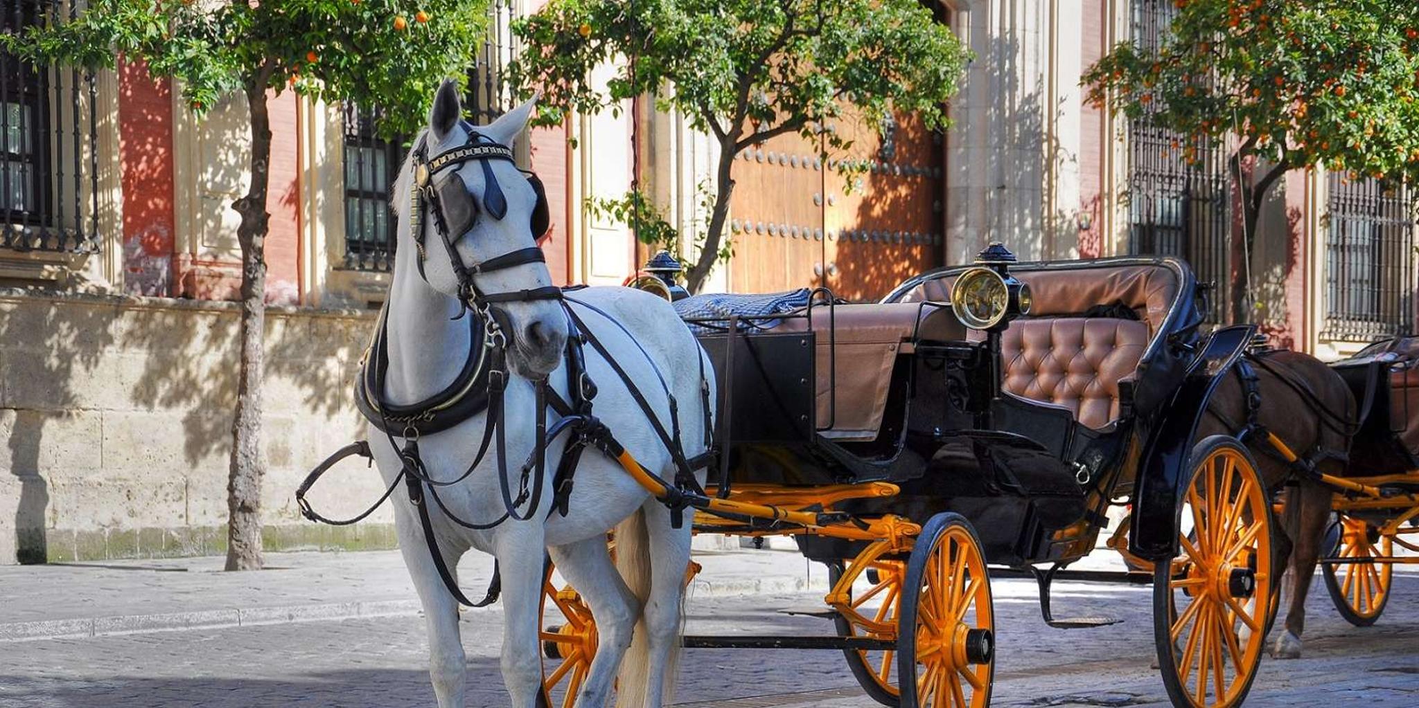 New York Central Park Carriage Ride - Image 2