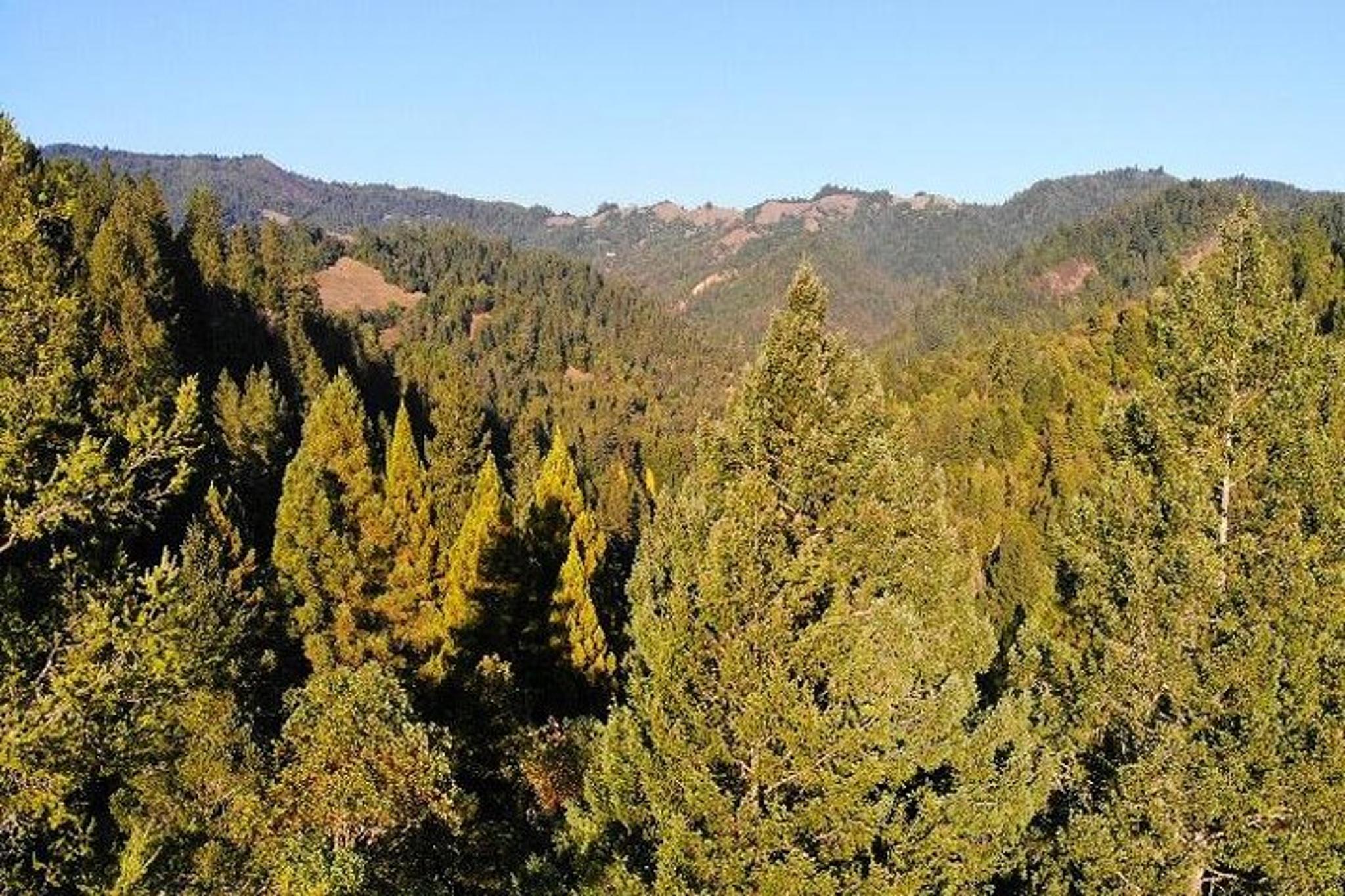 Russian River Valley & Giant Redwoods Private Tour - Image 6
