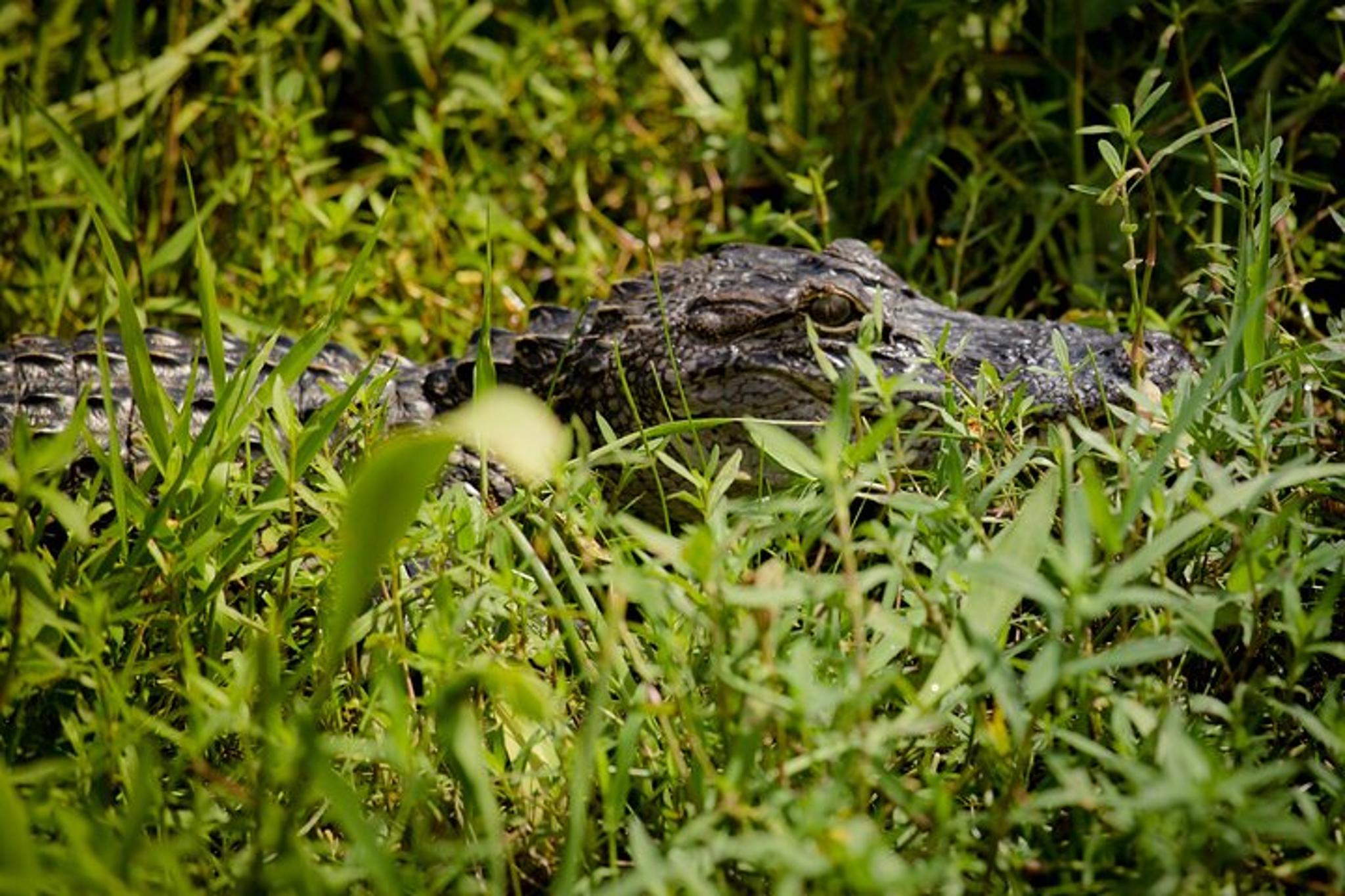 Louisiana Swamp Experience - Image 5