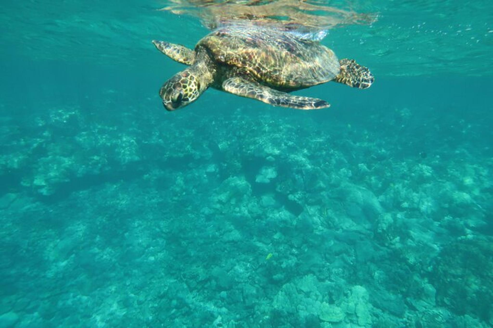 Kealakekua Bay Snorkeling and Sea Cave Tour - Image 6