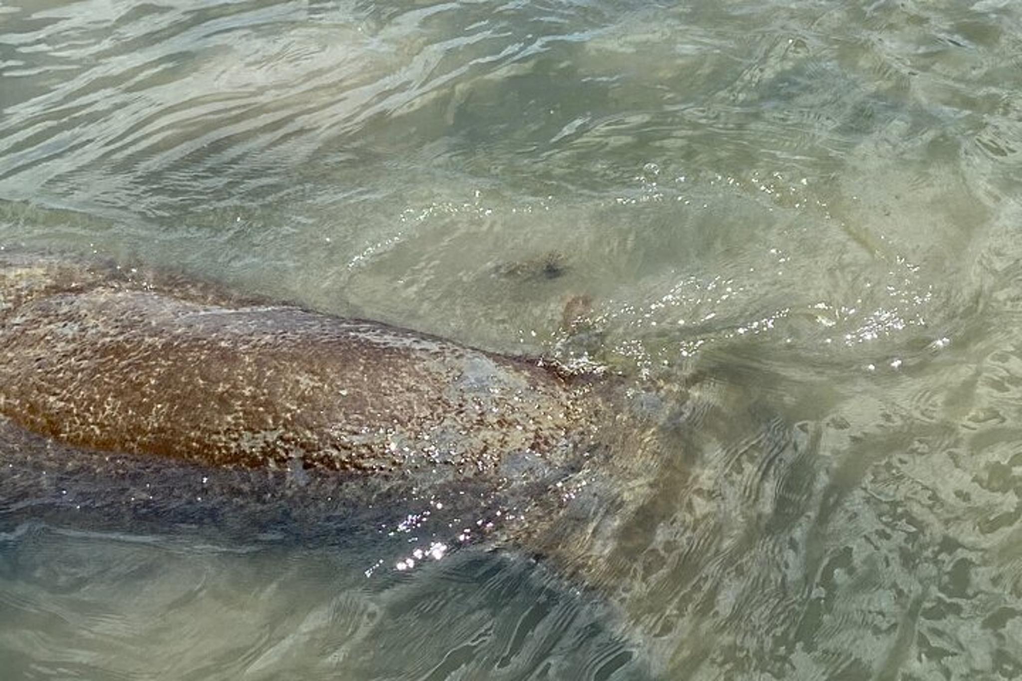 Fort Myers Dolphin Tour for 7 People 2 hr - Image 4