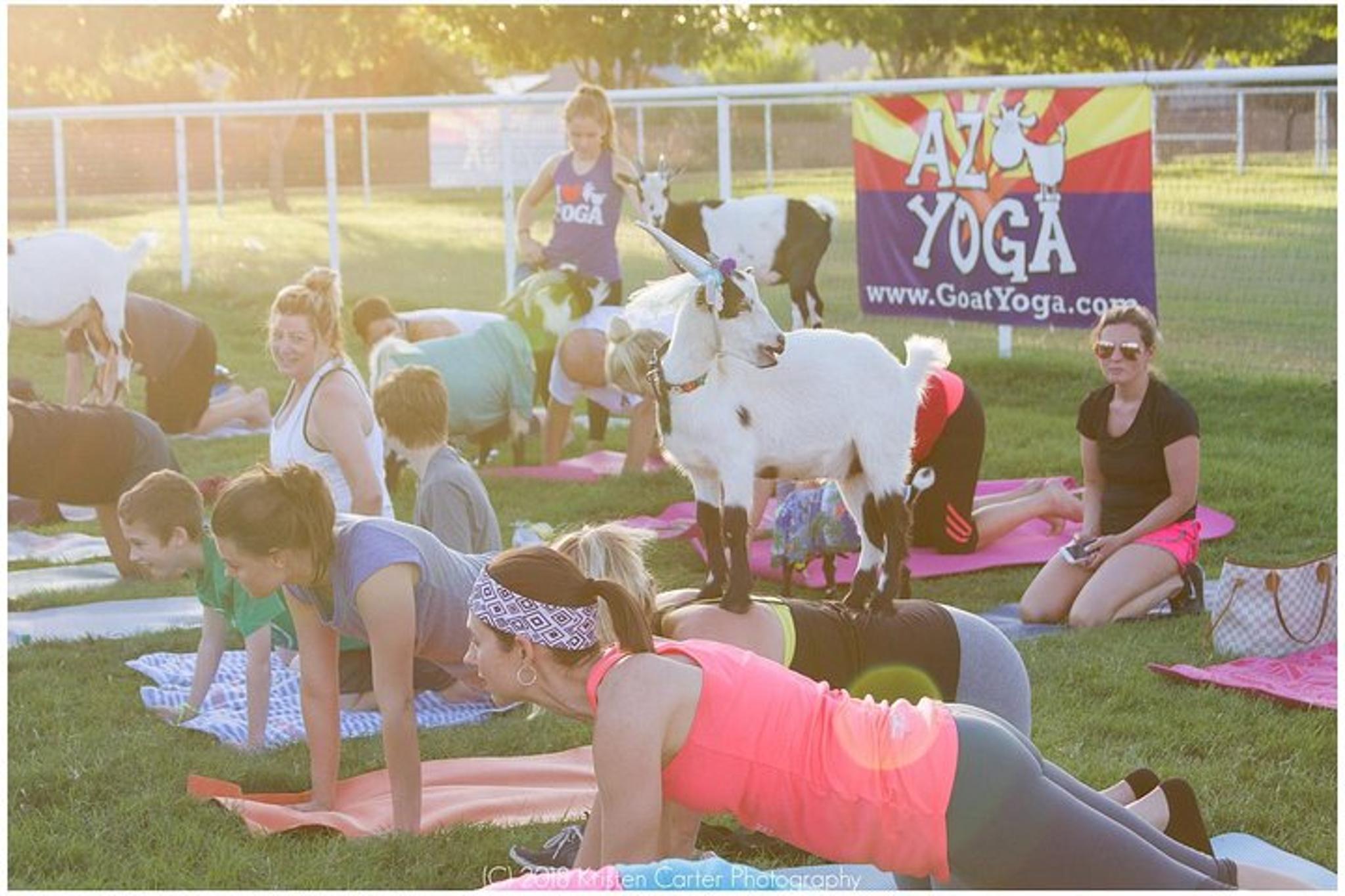 Arizona Goat and Alpaca Yoga - Image 2