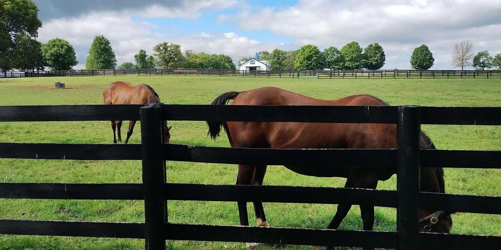 Lexington Thoroughbred Horse Farm Tour - Image 6