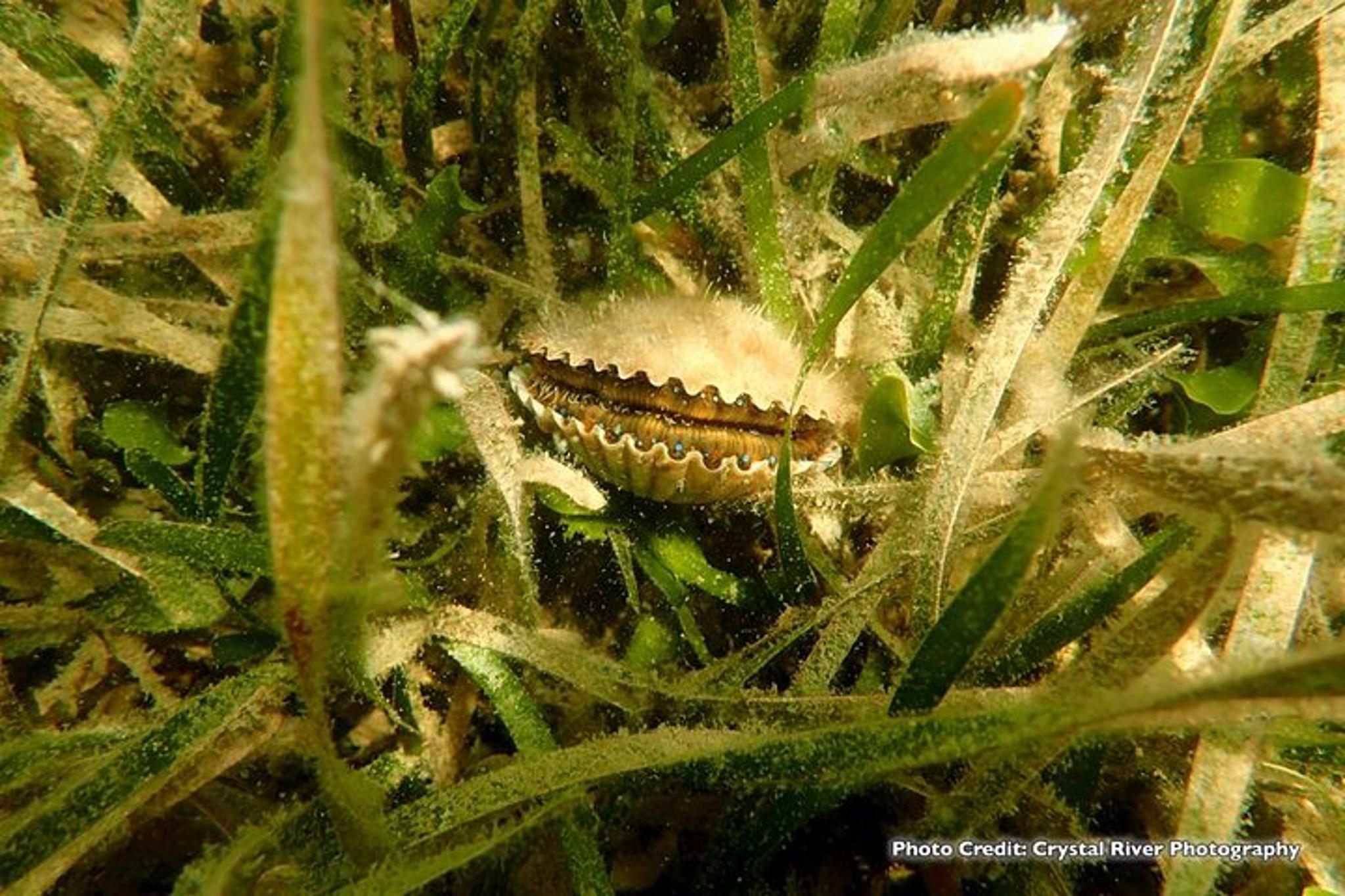Crystal River Scallop Hunt with In-Water Guide - Image 4