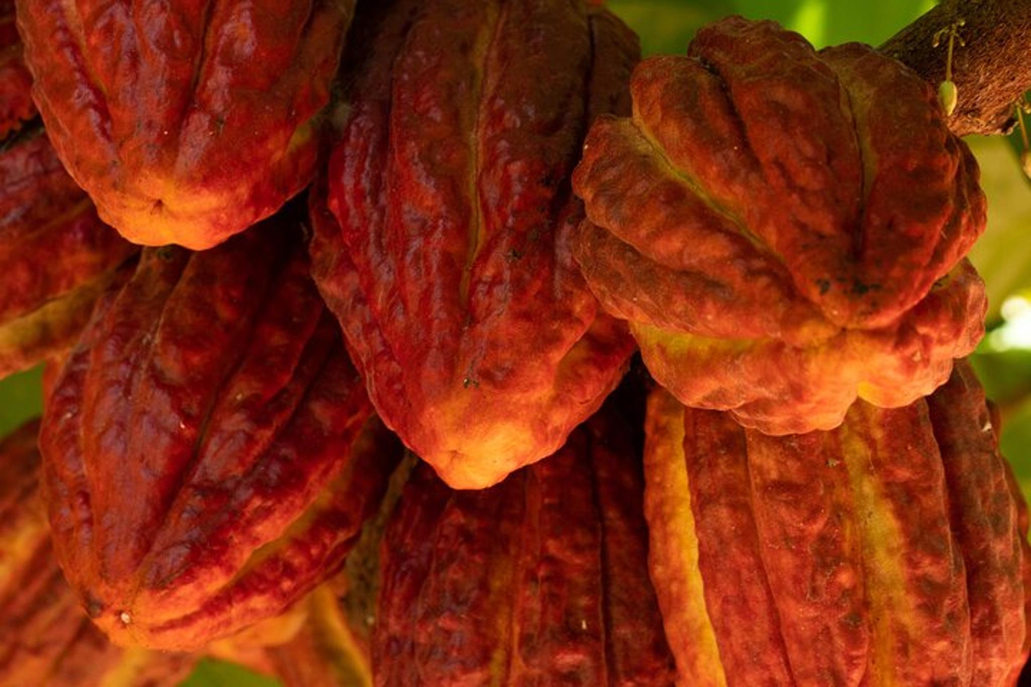 Kamananui Cacao Orchard Tour - Image 6