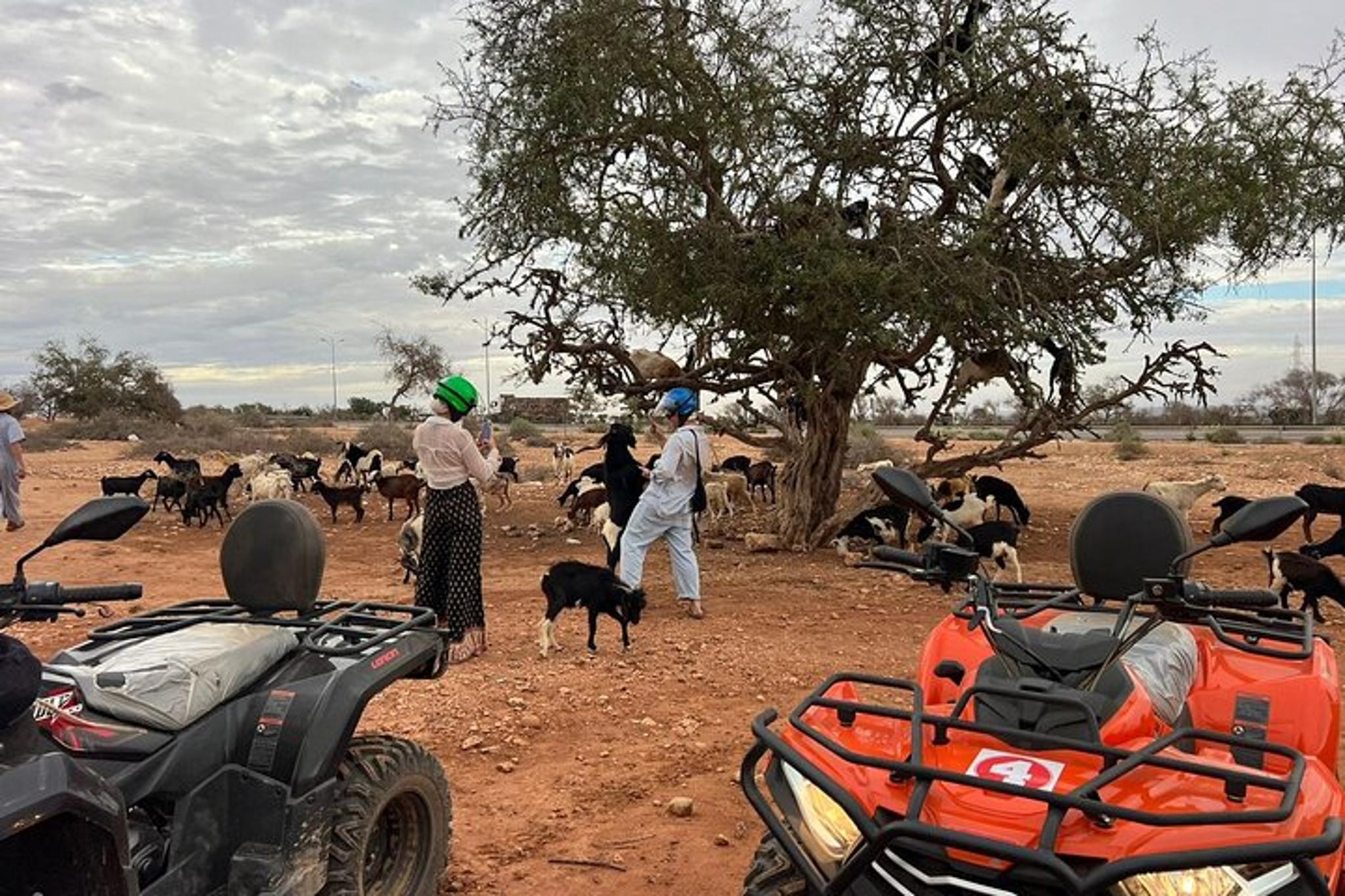 Agadir Quad Bike and Crocoparc Tour - Image 2
