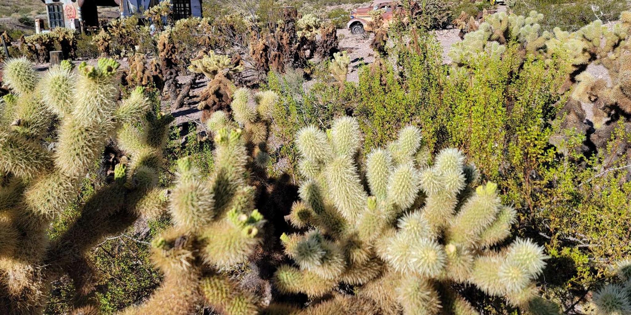 Las Vegas Eldorado Canyon & Nelson Ghost Town Tour - Image 4