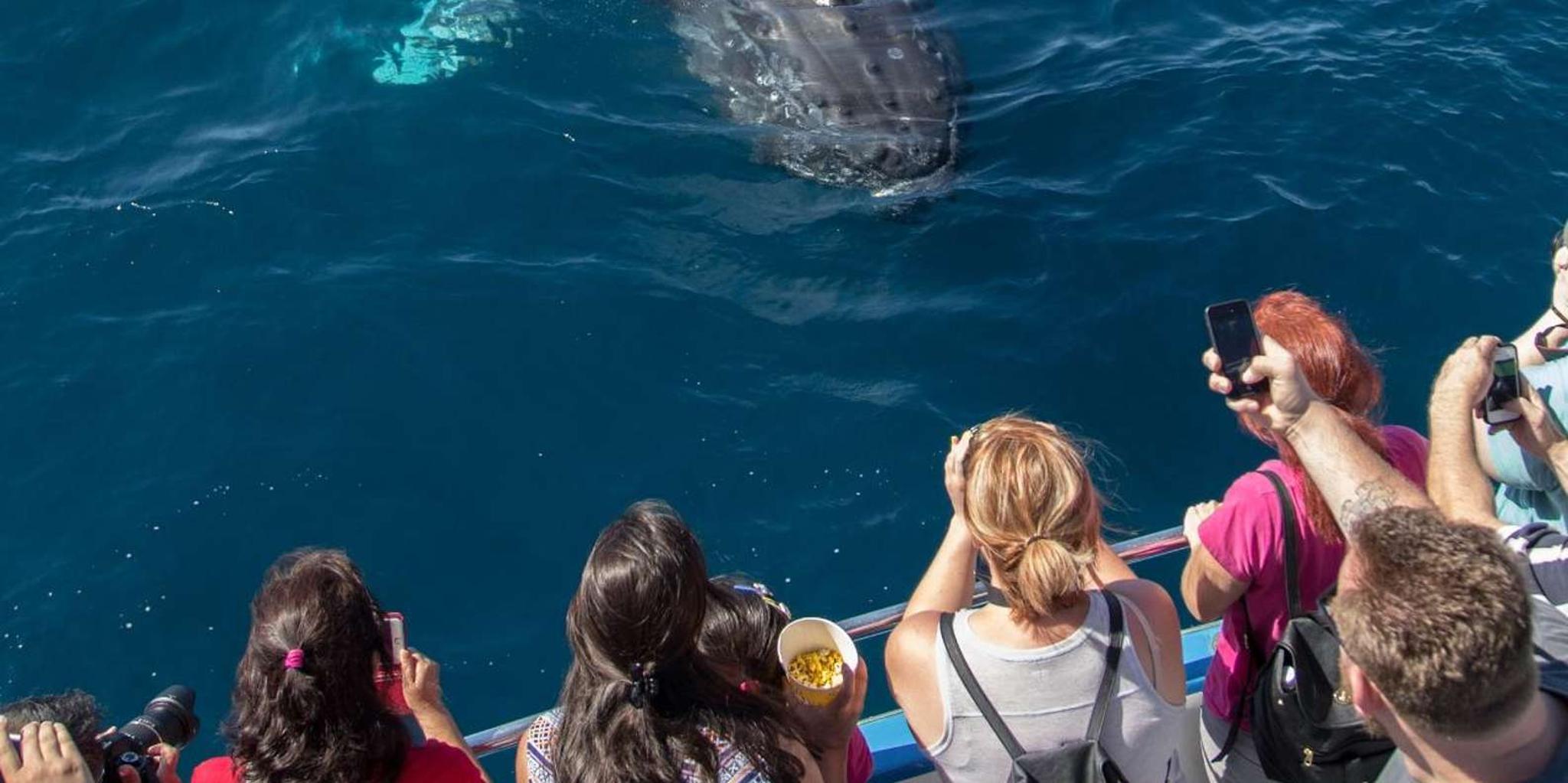 Newport Beach Whale Watching Catamaran Cruise - Image 6