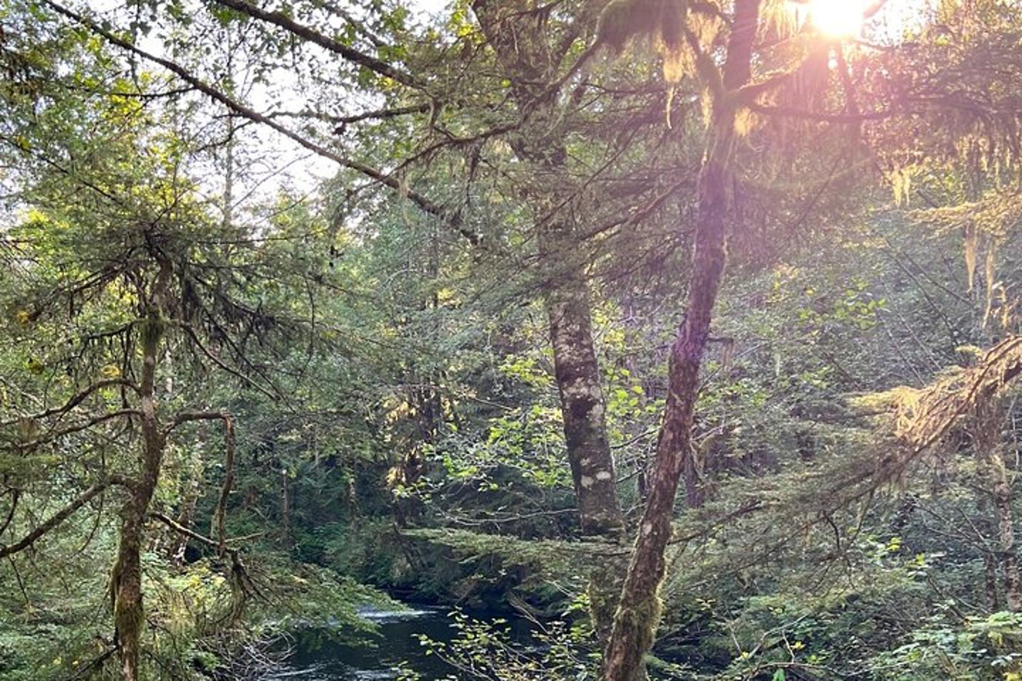 Ketchikan Nature Walk on Ward Creek Trail - Image 2