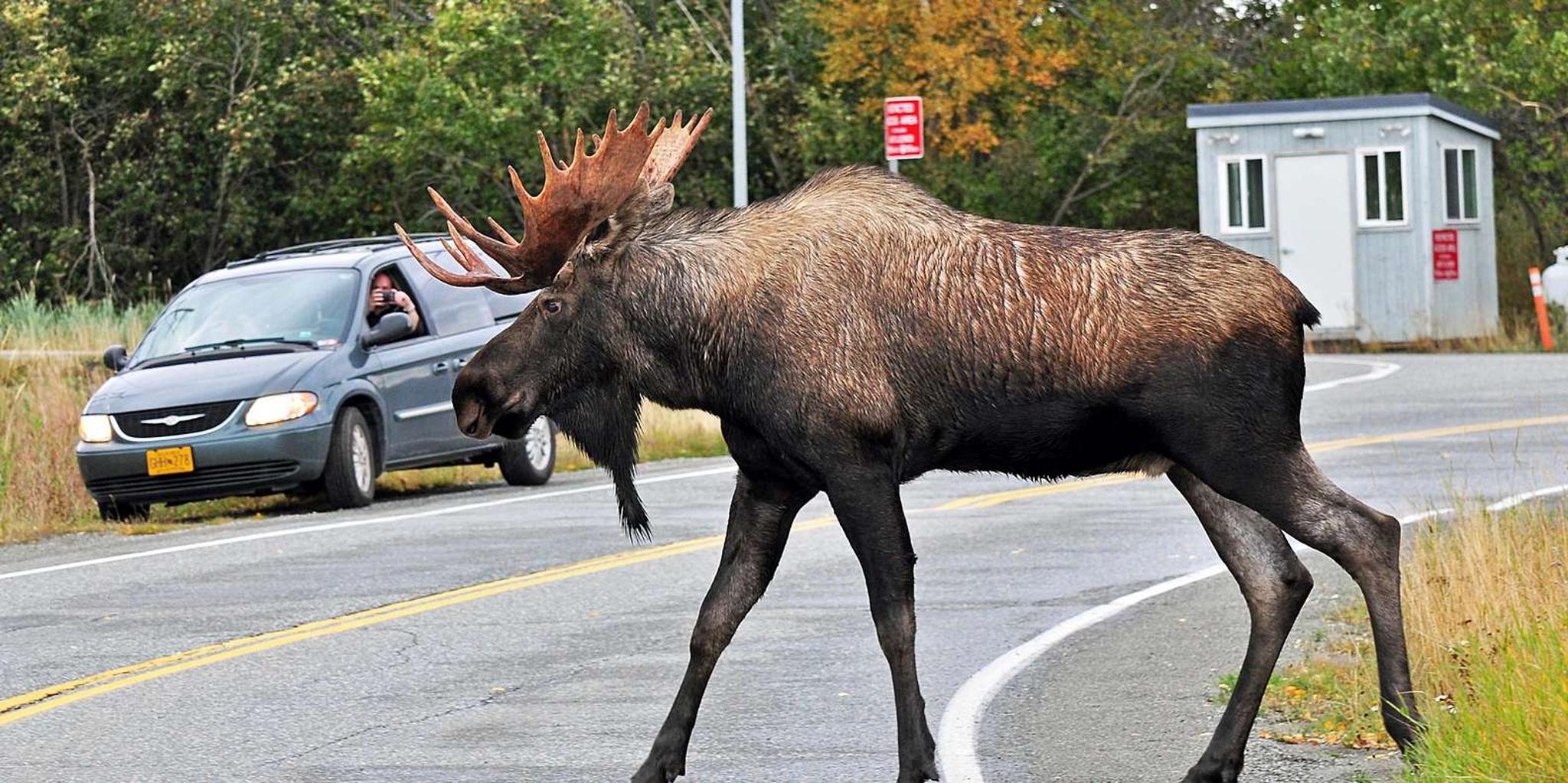 Anchorage City Tour and Highlights 2.5 hr - Image 3