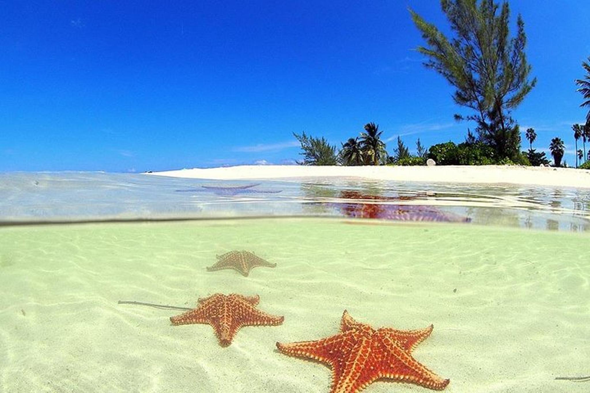 George Town Stingray City and Starfish Snorkeling Tour - Image 6
