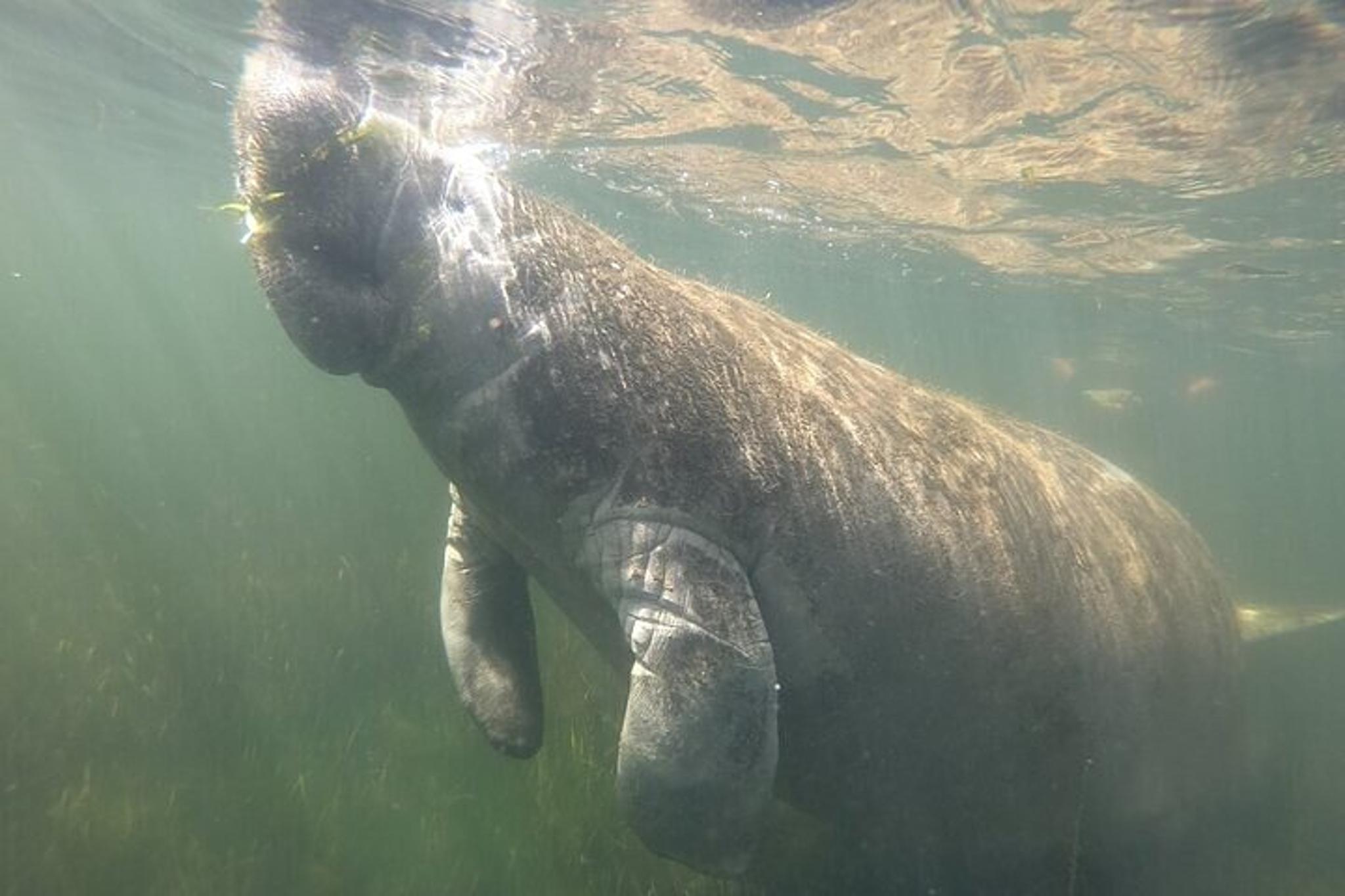 Crystal River Manatee Swim with Free Photos 3 hr - Image 5