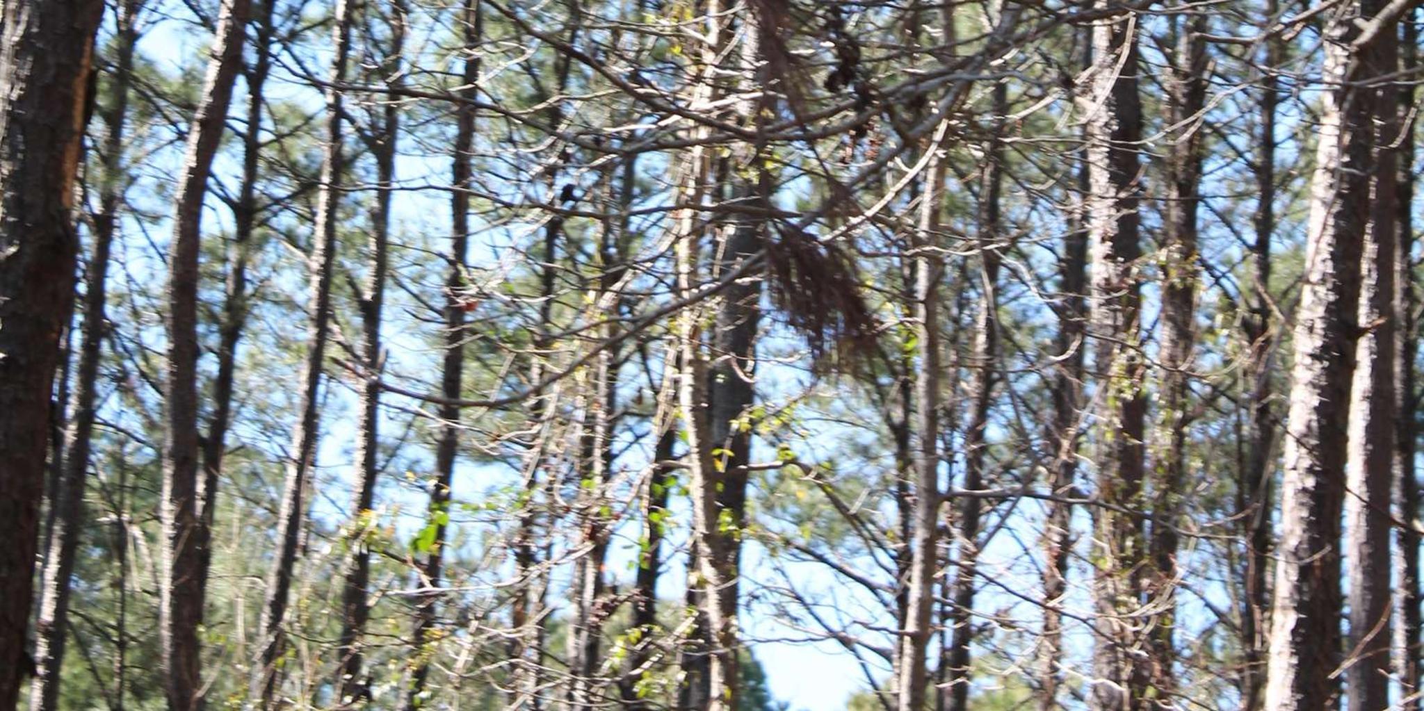 Charleston Zipline Canopy Tour & Rock Climbing Wall - Image 3