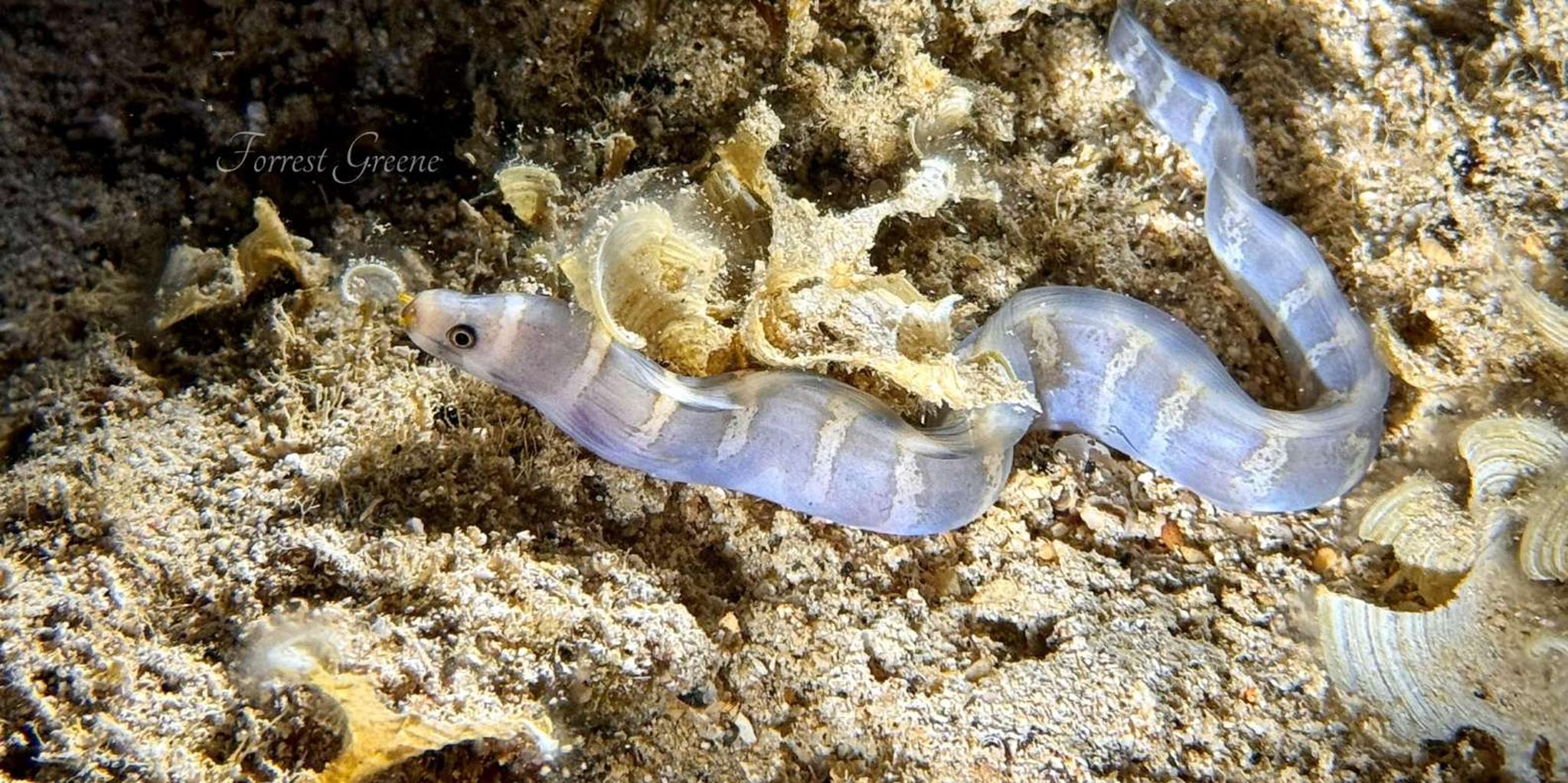 Hilo Night Dive for Certified Divers - Image 6