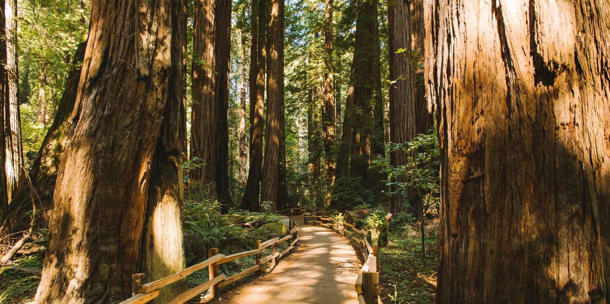 San Francisco Muir Woods & Golden Gate Bike Tour - Image 3