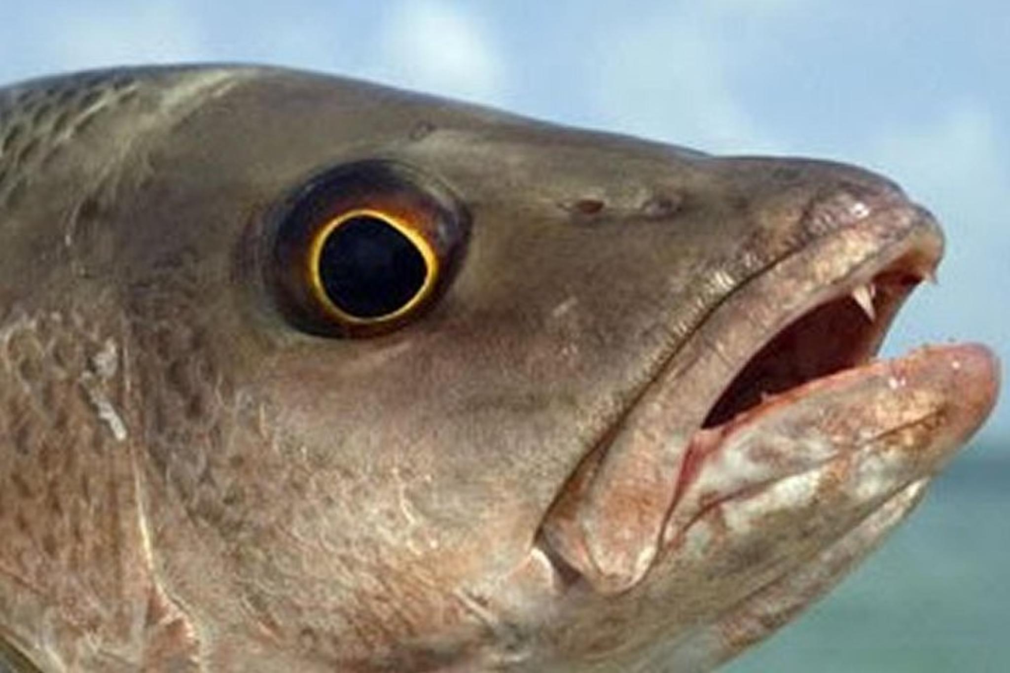 Boca Raton Inshore Fishing Trip - Image 4