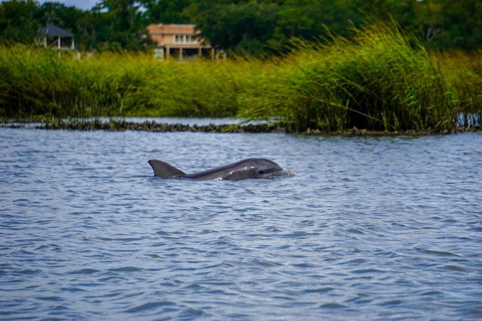 Hilton Head Dolphin and Nature Tour 90 min - Image 6