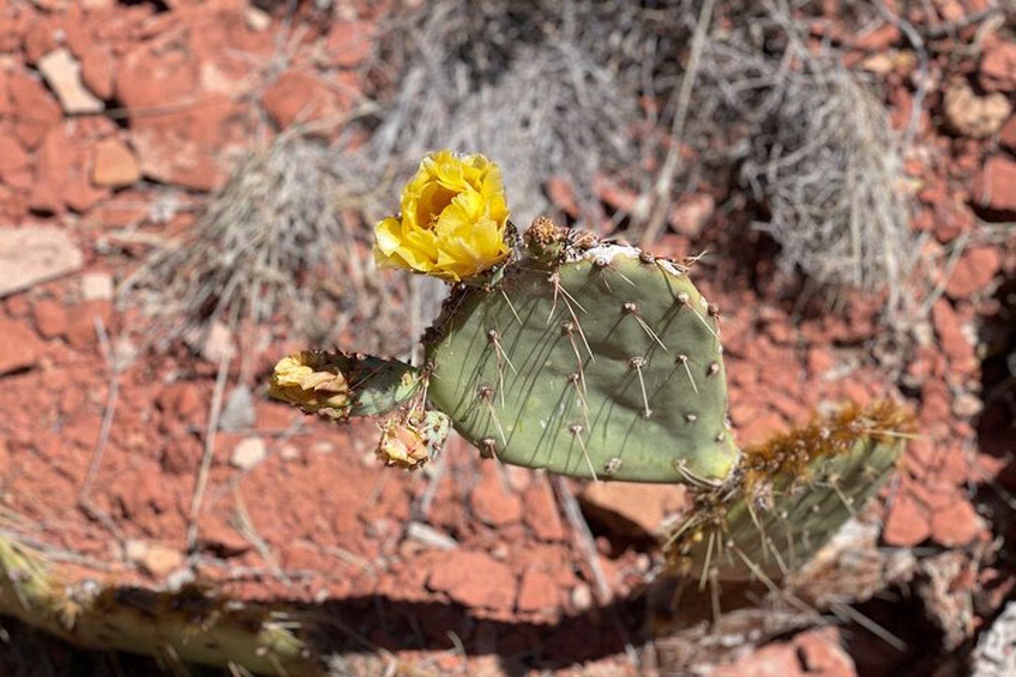 Sedona Couples Healing Hike - Image 3