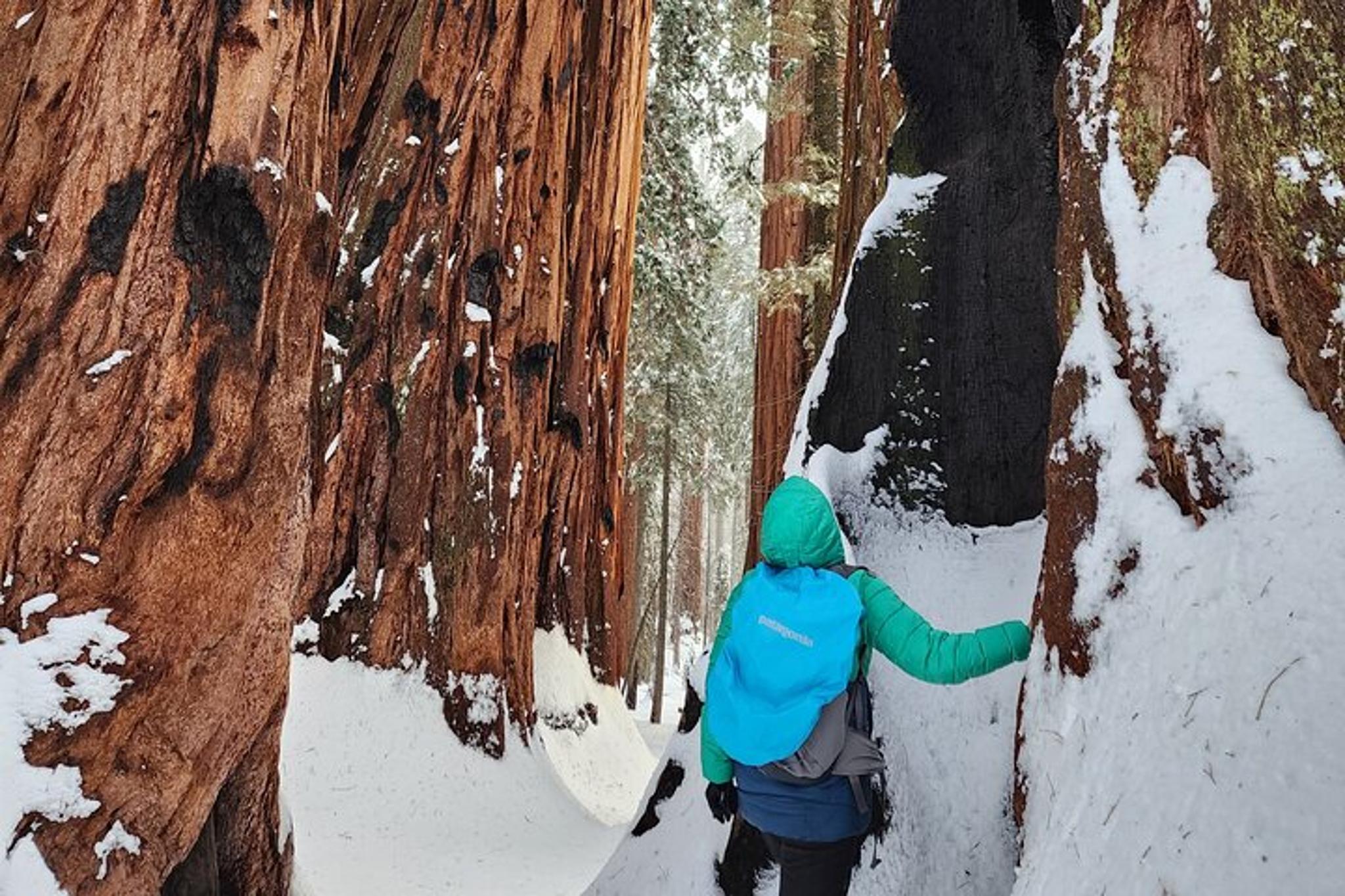 Sequoia National Park Snowshoe Adventure - Image 2