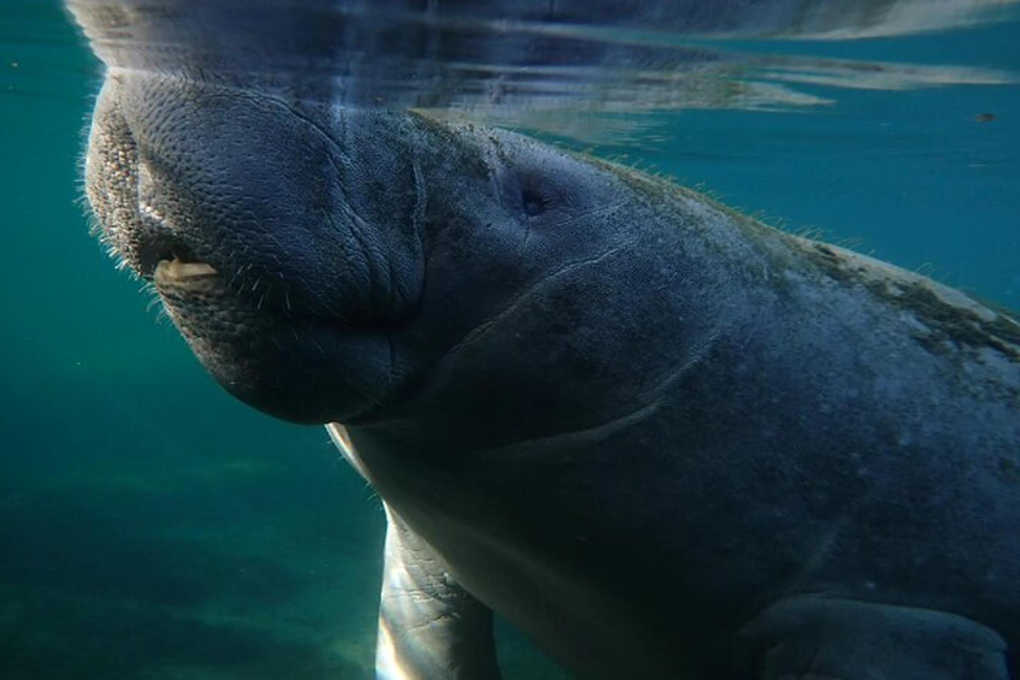 Crystal River Swim and Snorkel with Manatees - Image 3