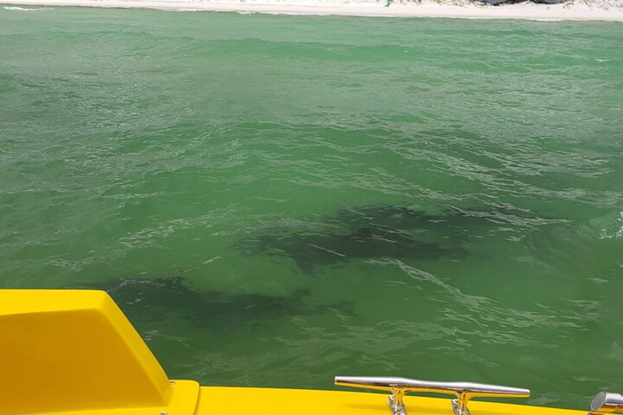 Destin Dolphin Sightseeing Boat Tour - Image 4