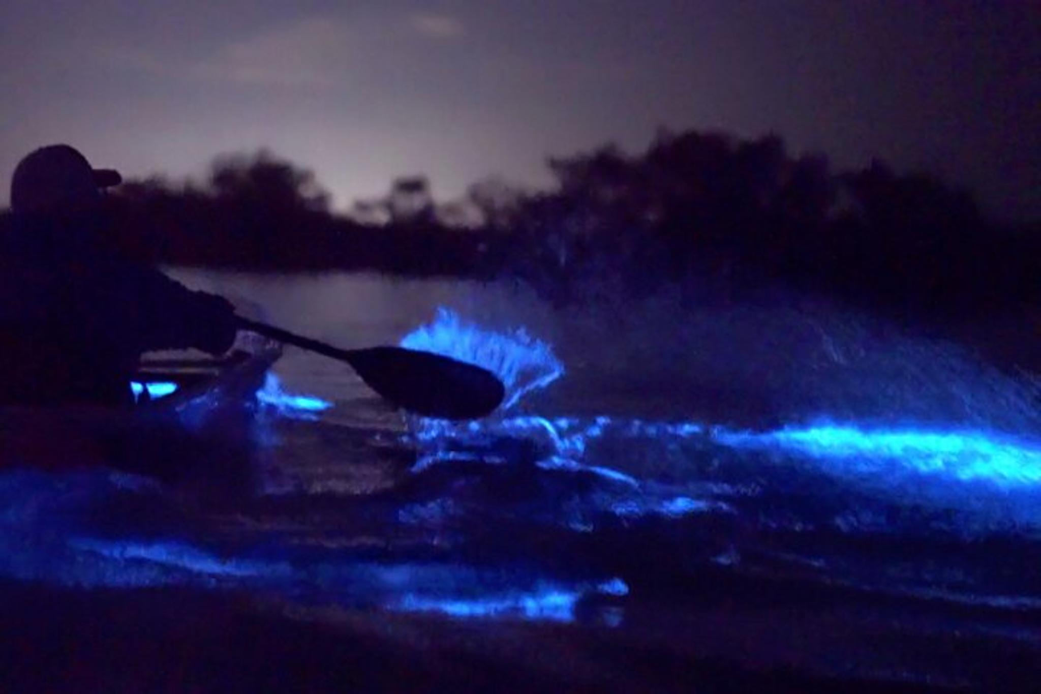 Titusville Bioluminescence Clear Kayak Tour - Image 2