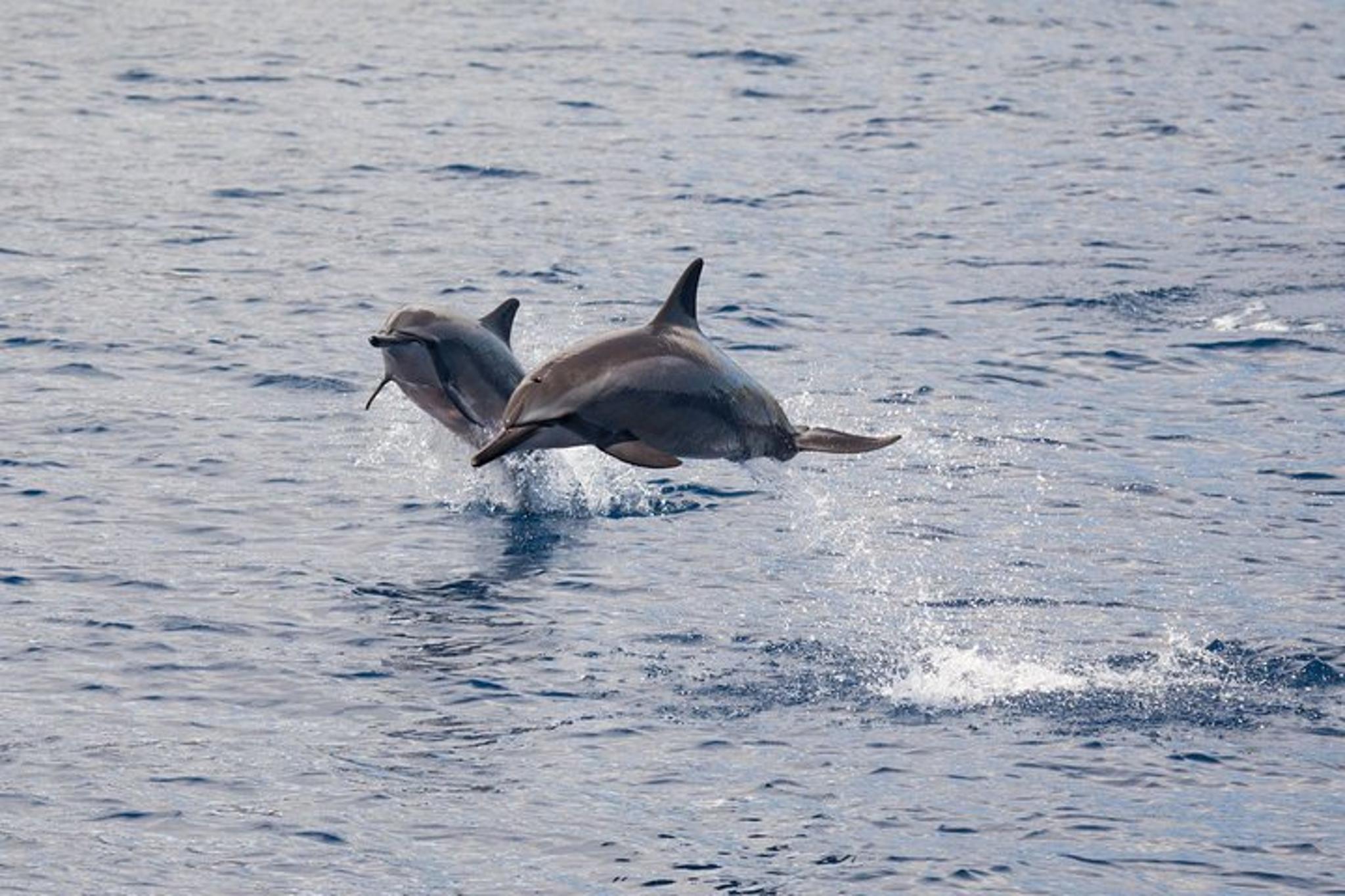 Maalaea Snorkel and Dolphin Watch - Image 3