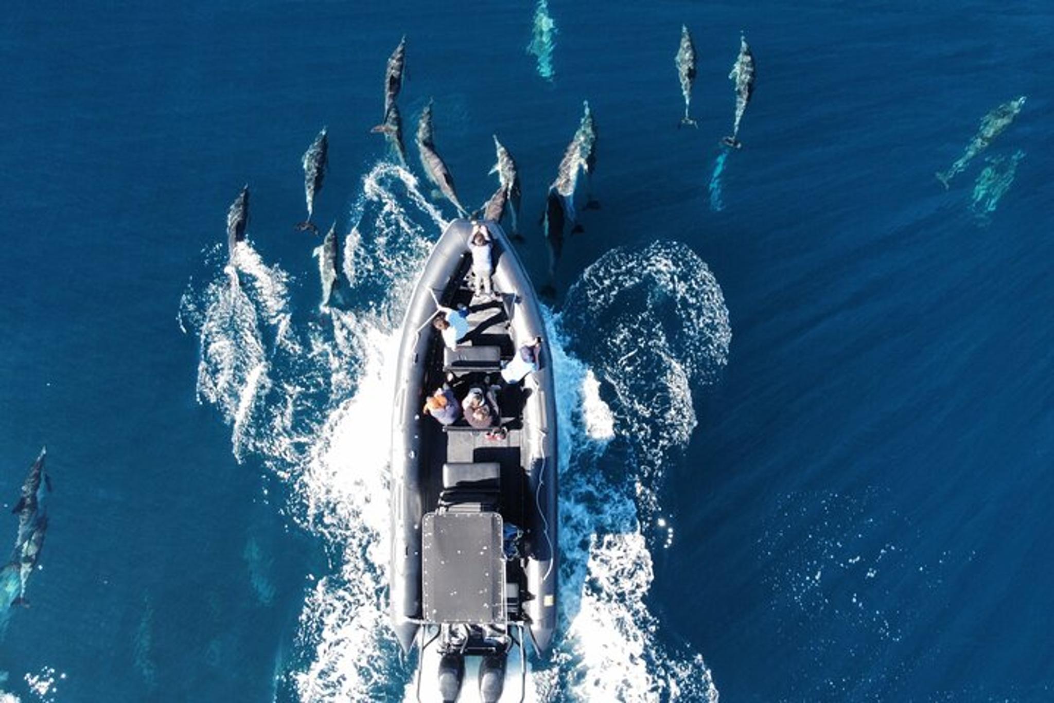 Oceanside Dolphin & Whale Watching Tour 2 hr - Image 2