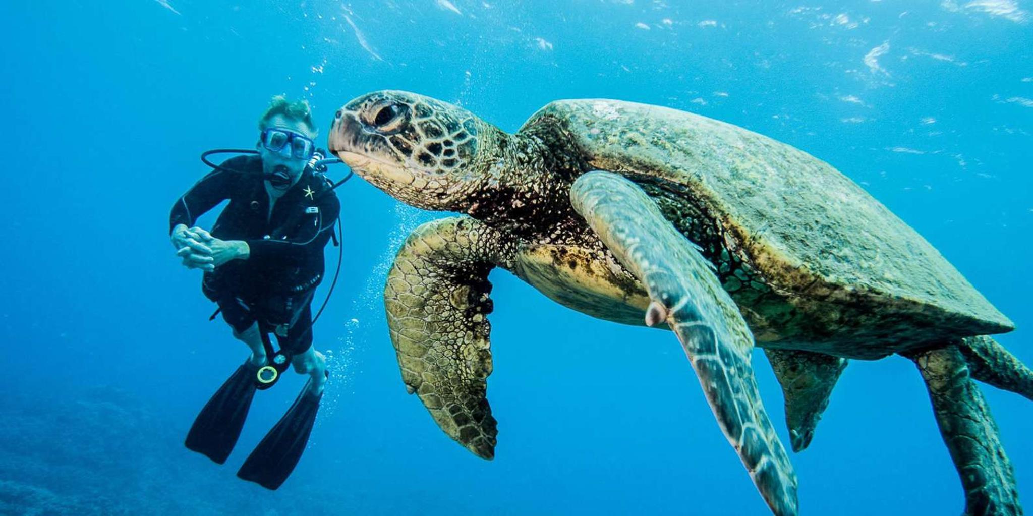 Lahaina Scuba Diving Introductory Lesson