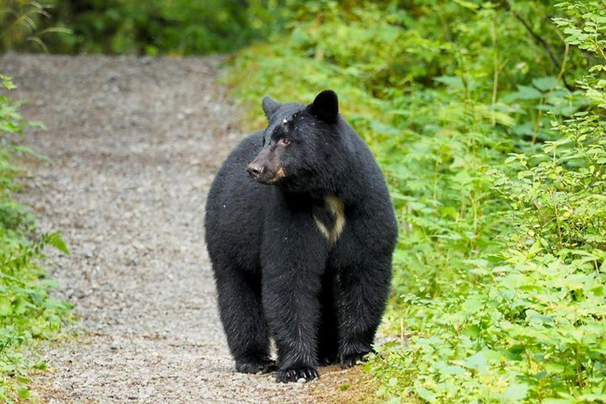 Ketchikan Bear Viewing Floatplane Tour - Image 3