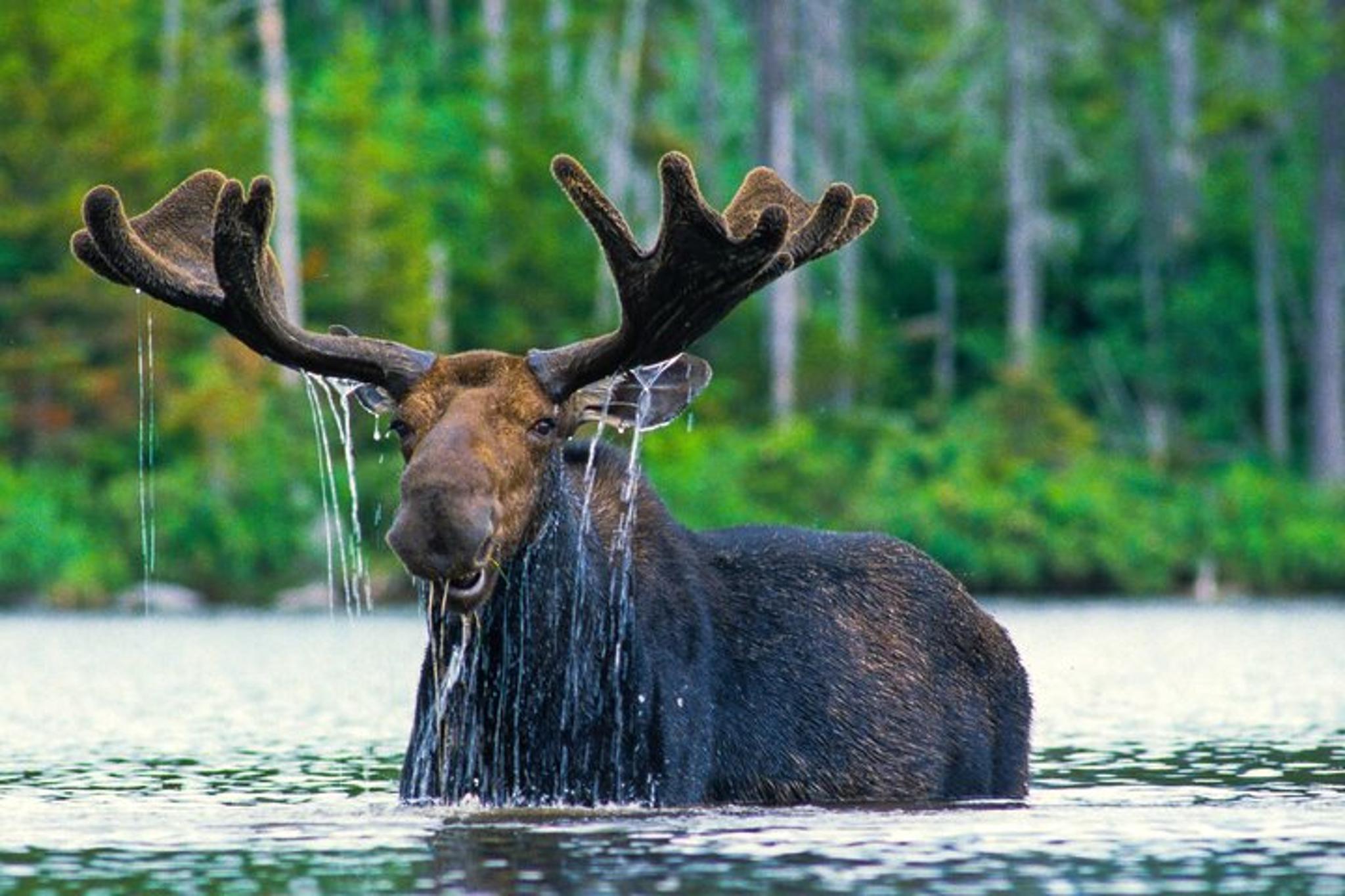 Jackson Wildlife Adventure in Grand Teton 4 hr