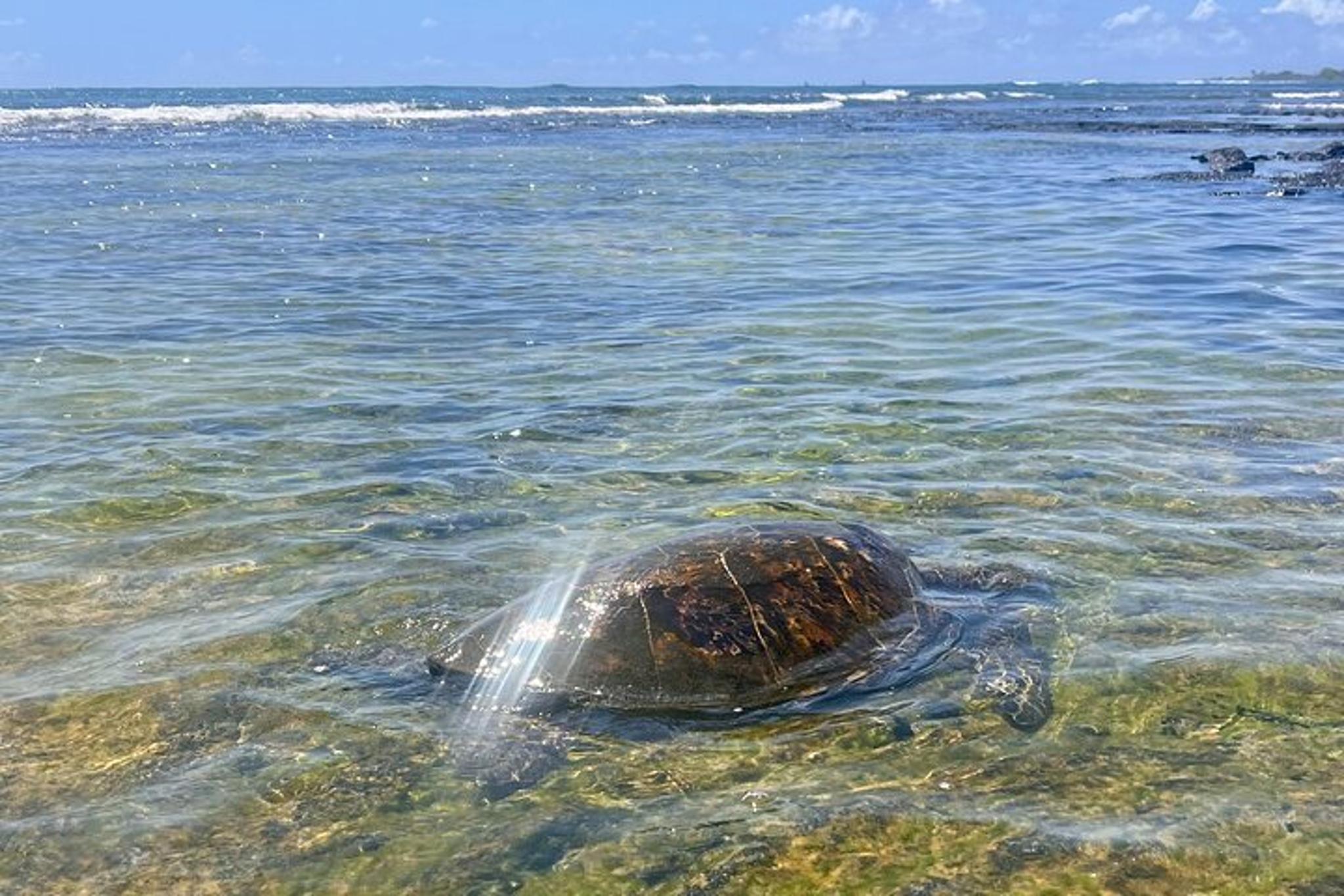 Kona History & Farmer's Market Tour - Image 4