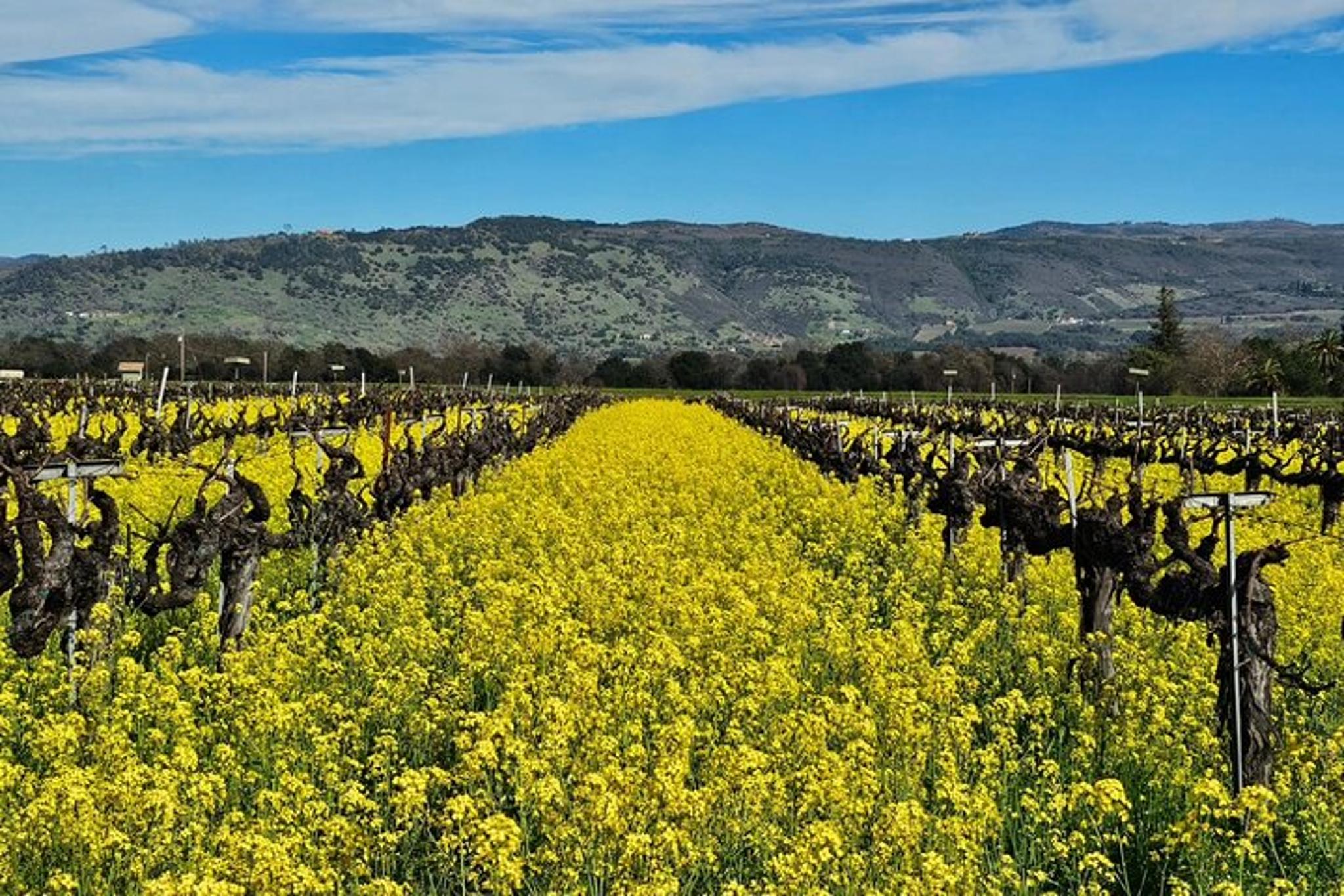 Napa Valley Private Sprinter Wine Tour - Image 4