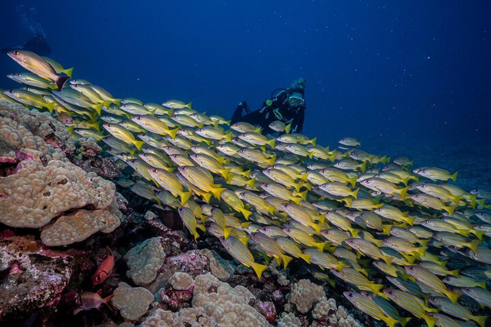 Lahaina Shark and Turtle Dive for Certified Divers - Image 5