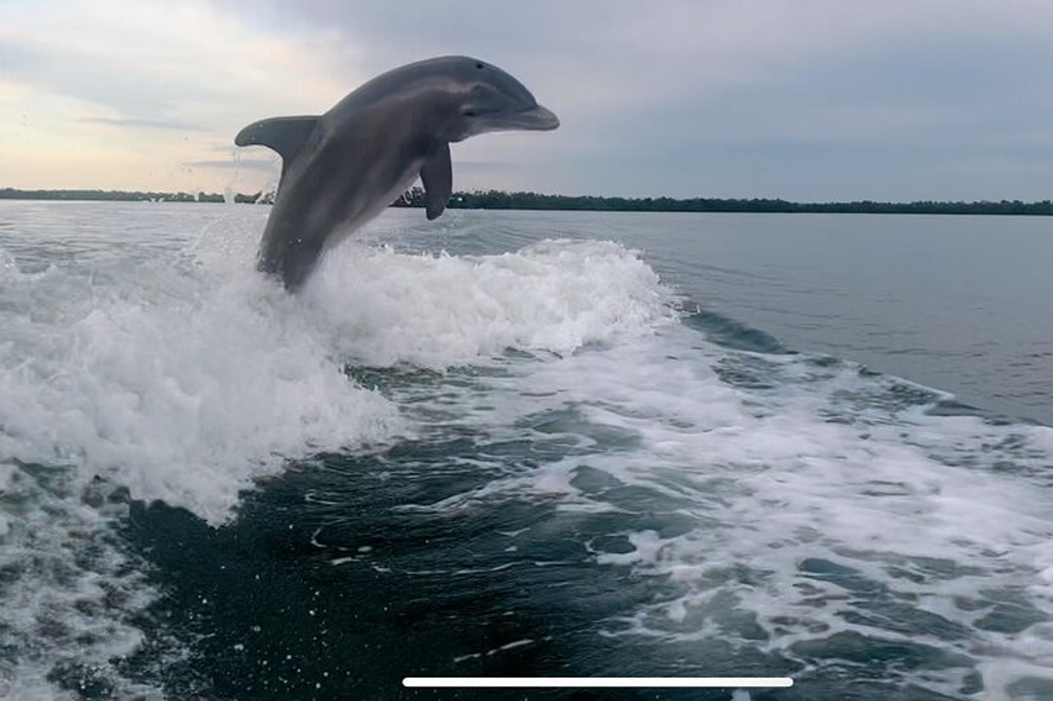 Marco Island Dolphin & Eco Tour 2 Hr - Image 3
