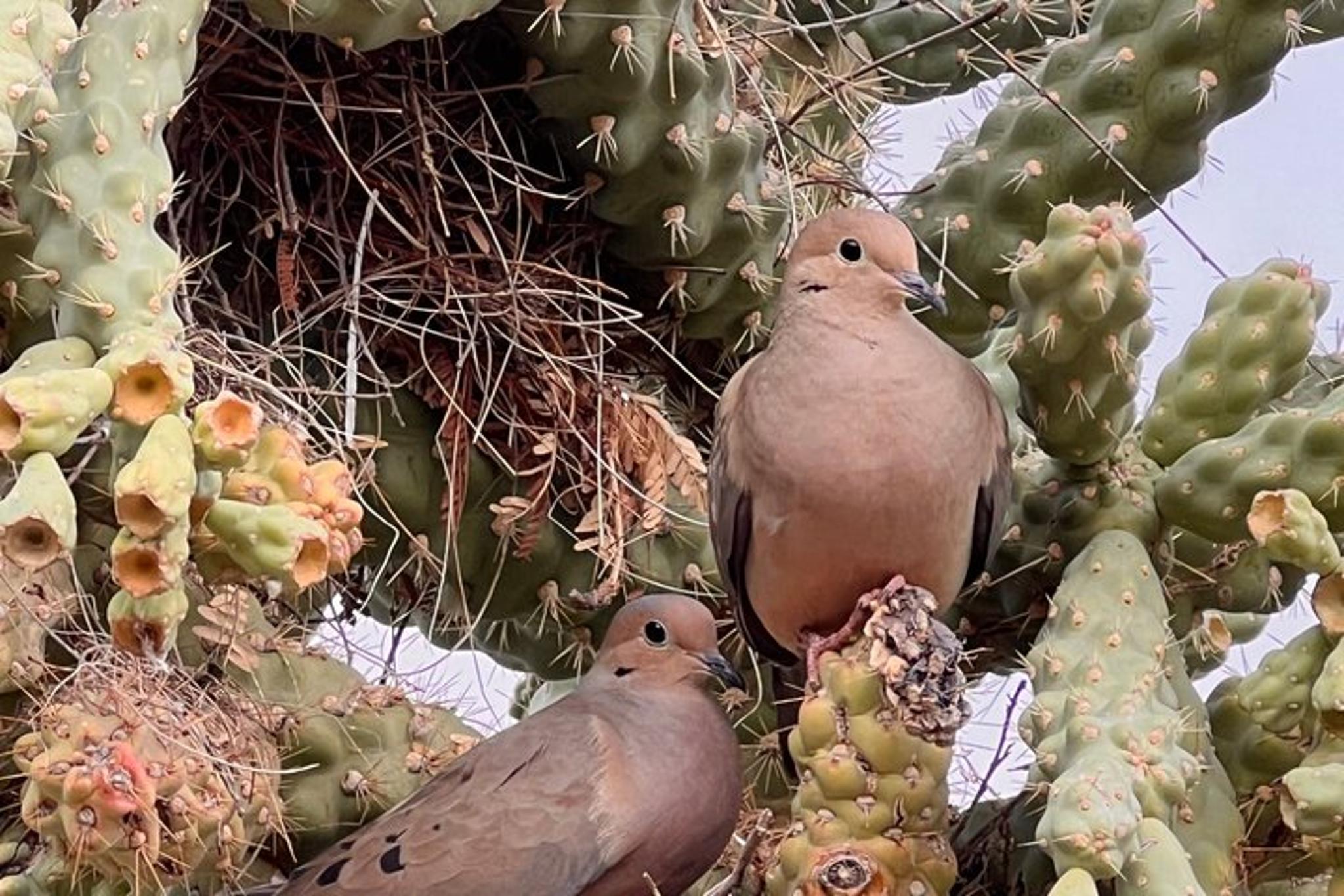 Phoenix Desert Botanical Garden Walking Tour - Image 6