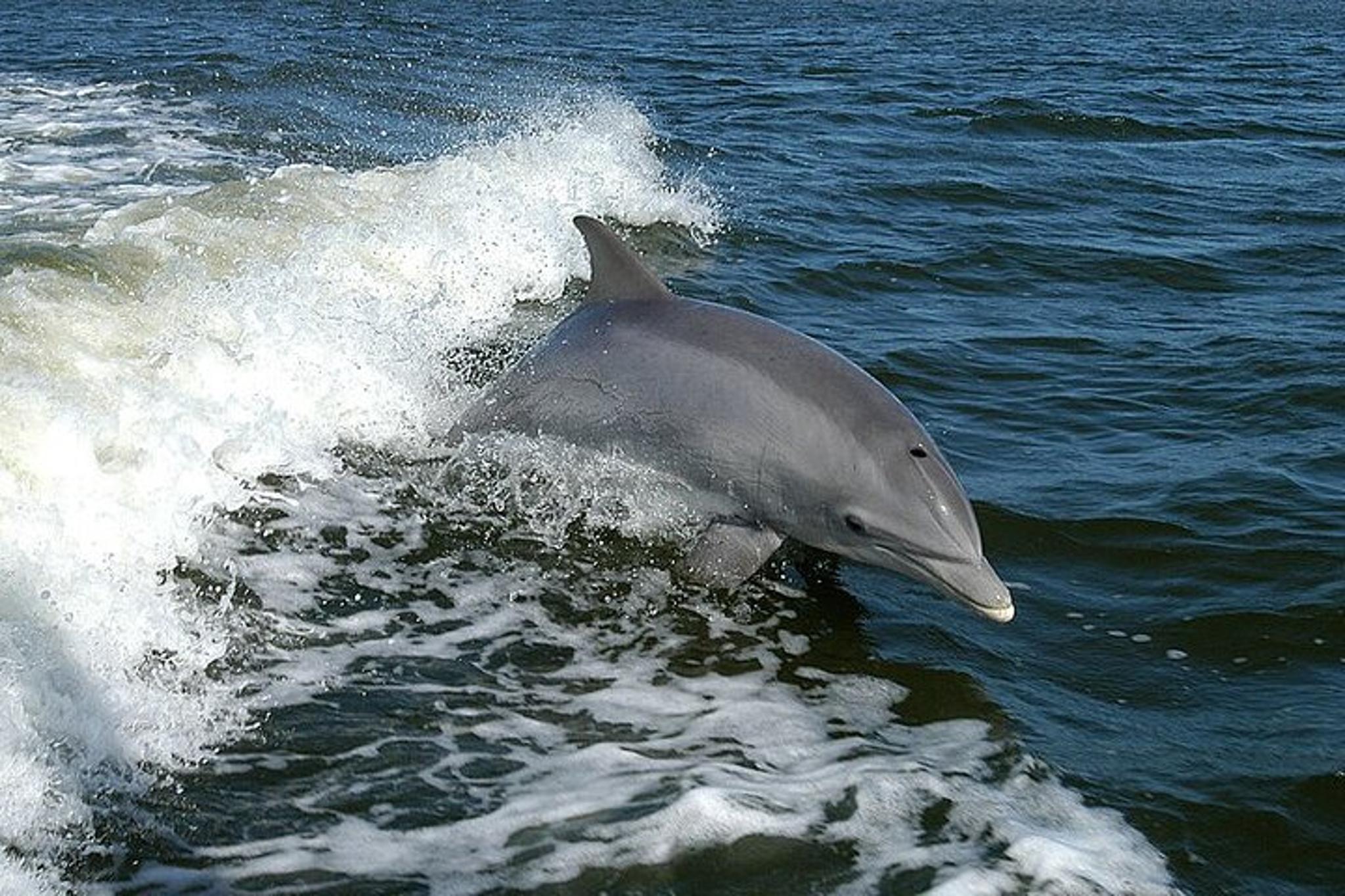 Clearwater Beach Dolphin Tour Boat - Image 5
