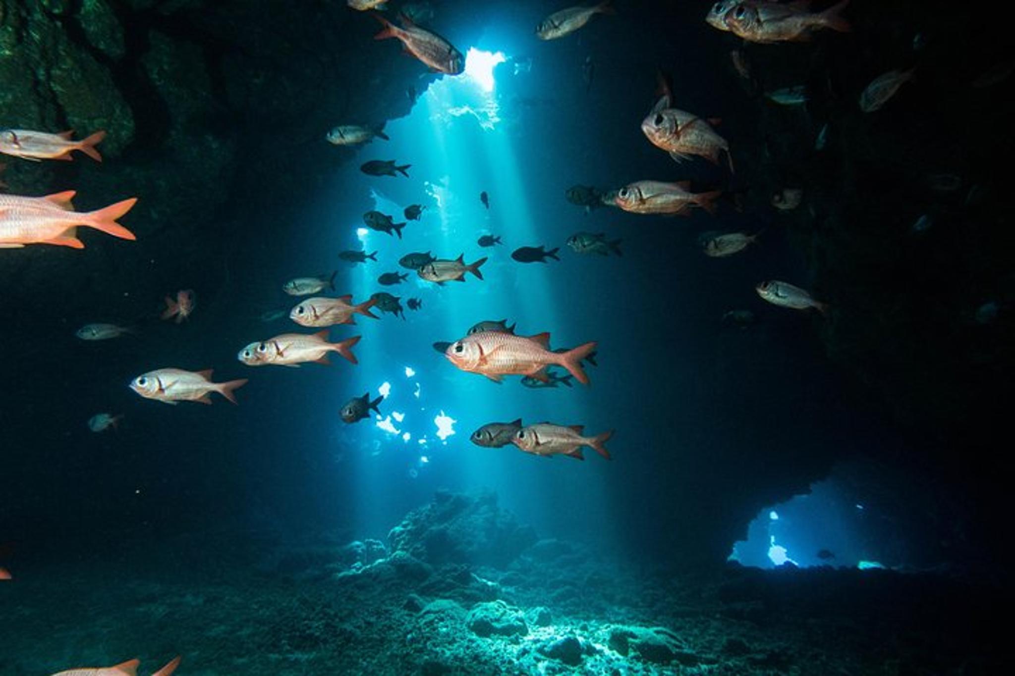 Lahaina Two Tank Lanai Diving Adventure