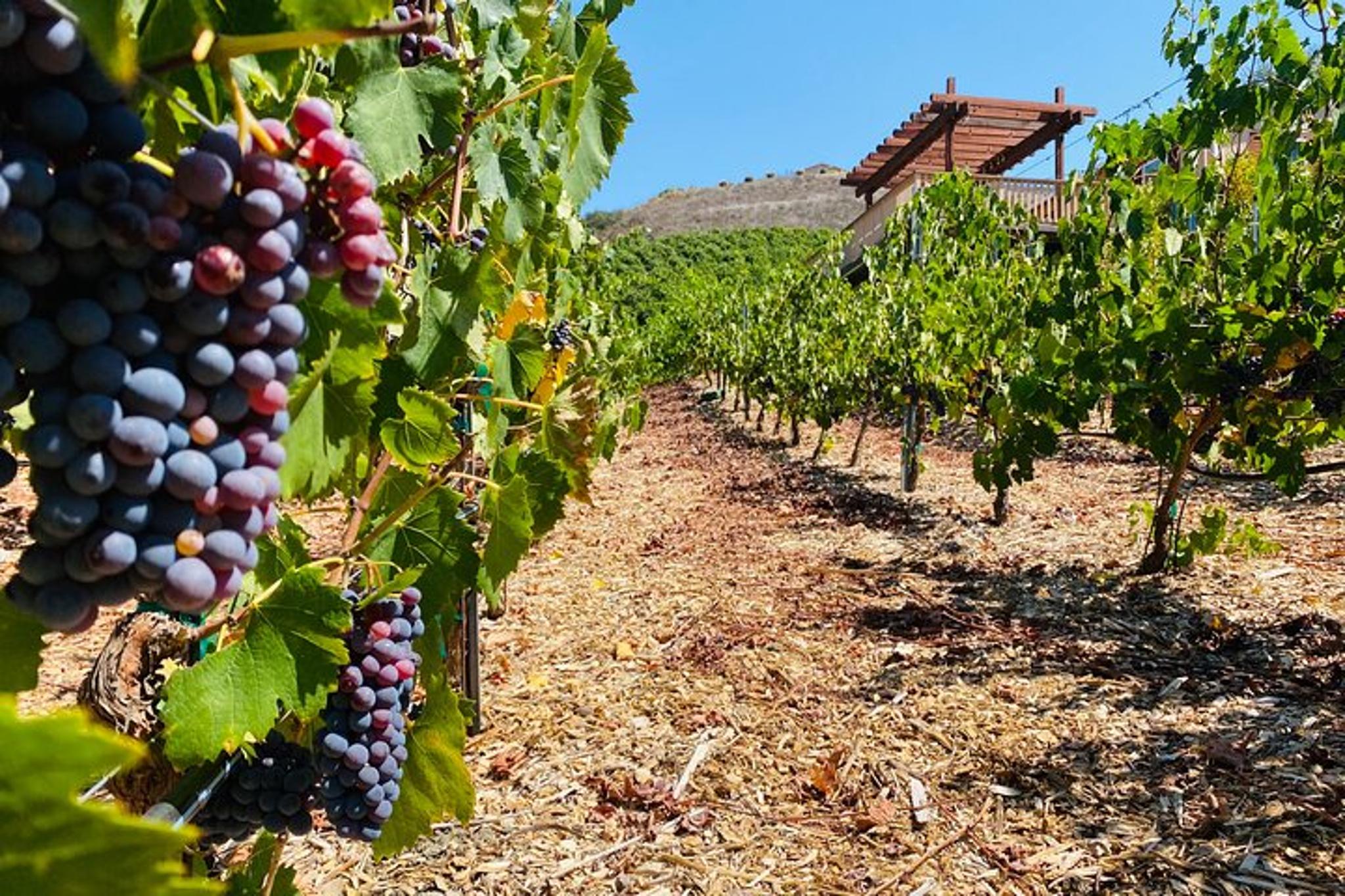 Sunmist Tangerine Farm U-Pick Experience - Image 3