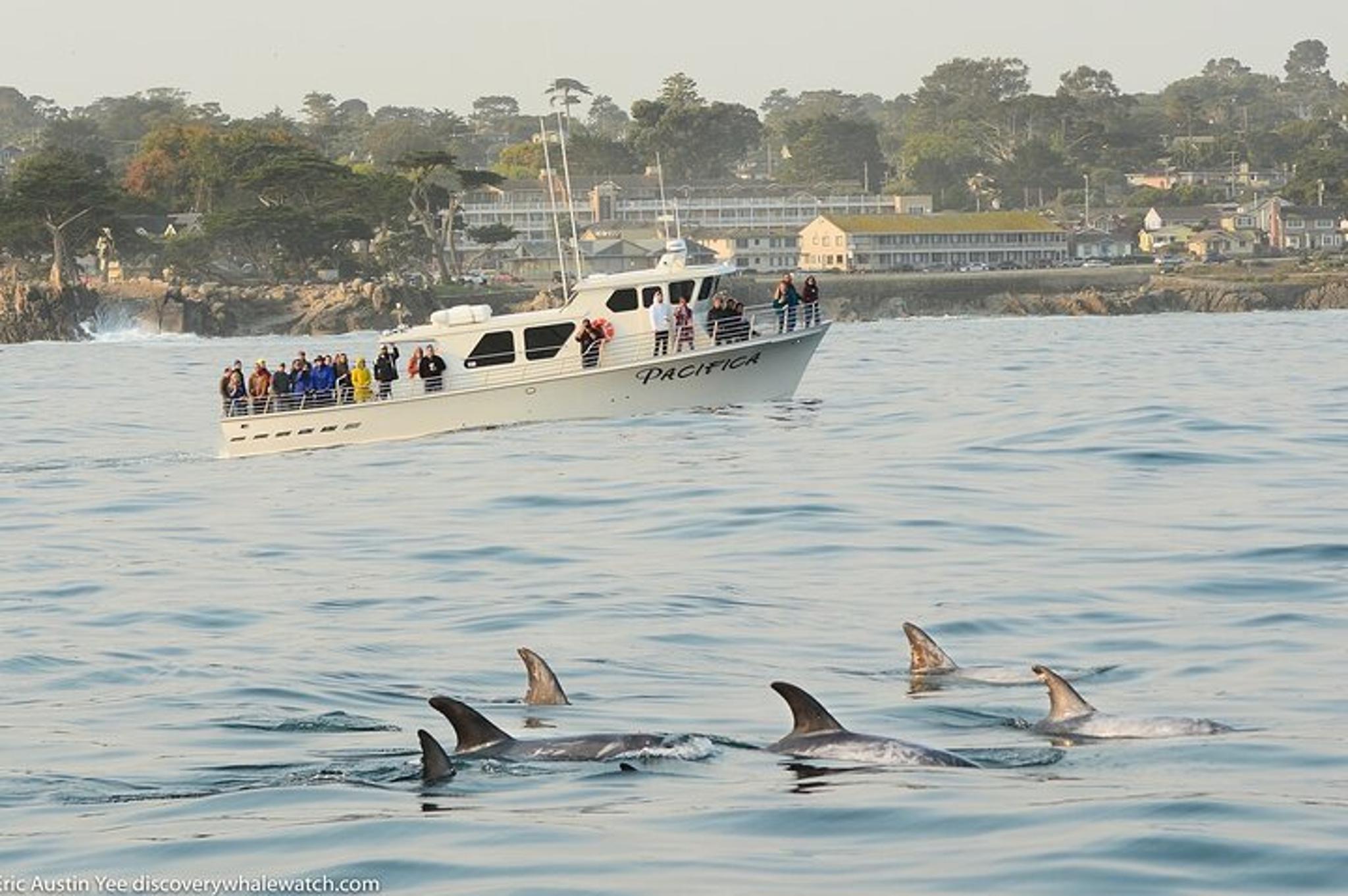Monterey Whale Watching Tour 3 hr - Image 6