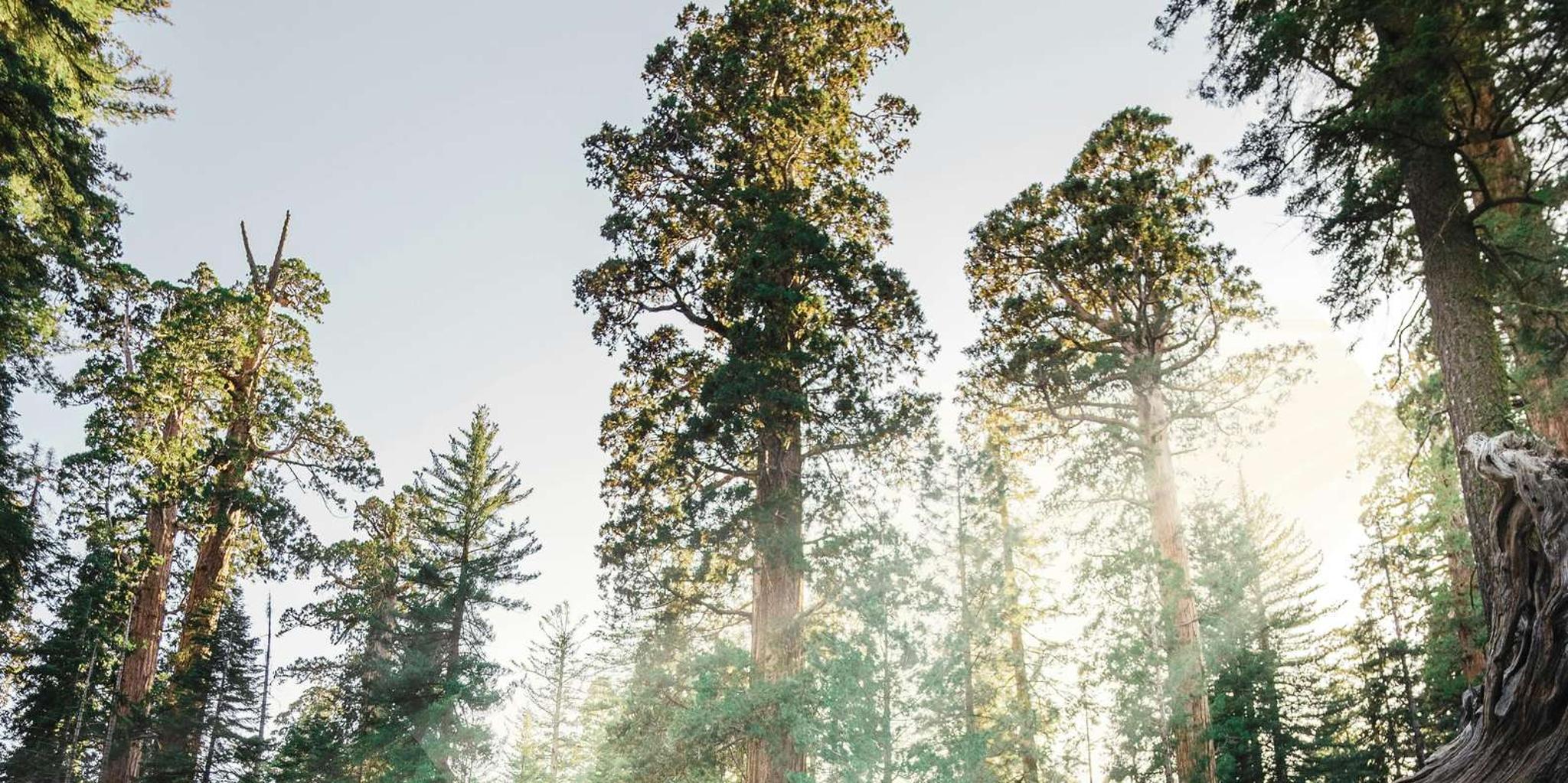 San Francisco to Los Angeles National Parks Tour