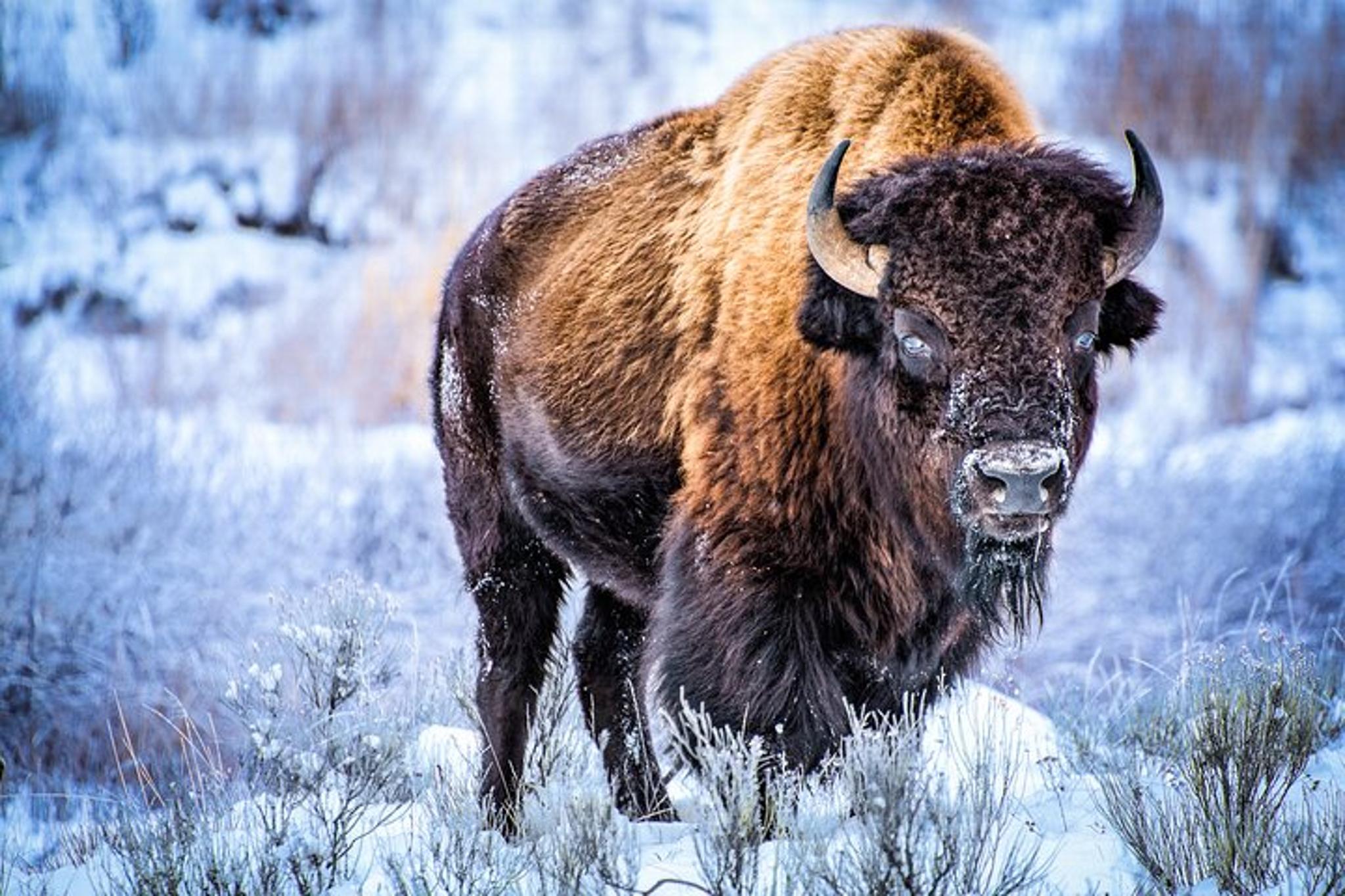 Yellowstone Winter Wildlife Private Tour - Image 3