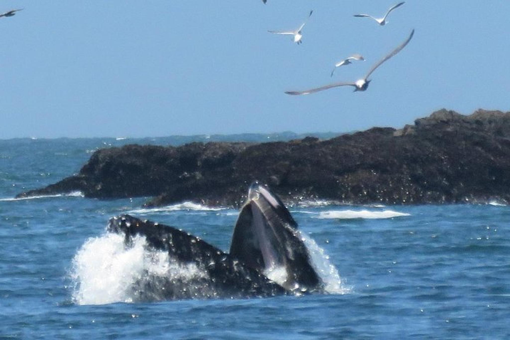 Point Reyes Natural Wonders and Redwoods Tour - Image 2
