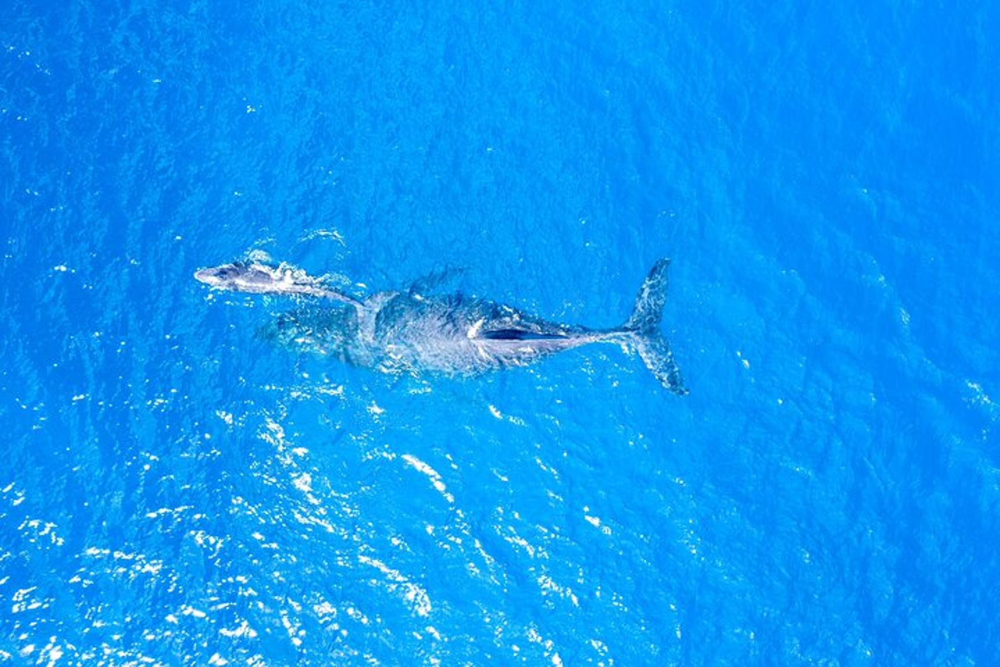 Maui Whale Watching Adventure Aboard Super Raft - Image 4