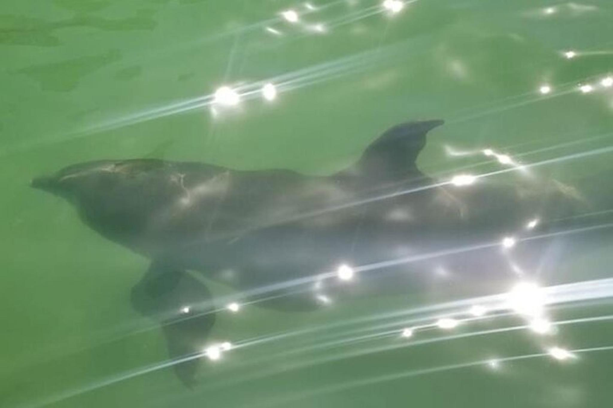 Marco Island Dolphin, Shelling, and Birding Eco Boat Tour - Image 6