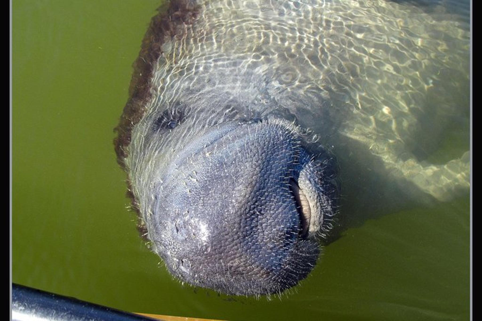 Everglades Dolphin, Manatee and Birding Boat Tour